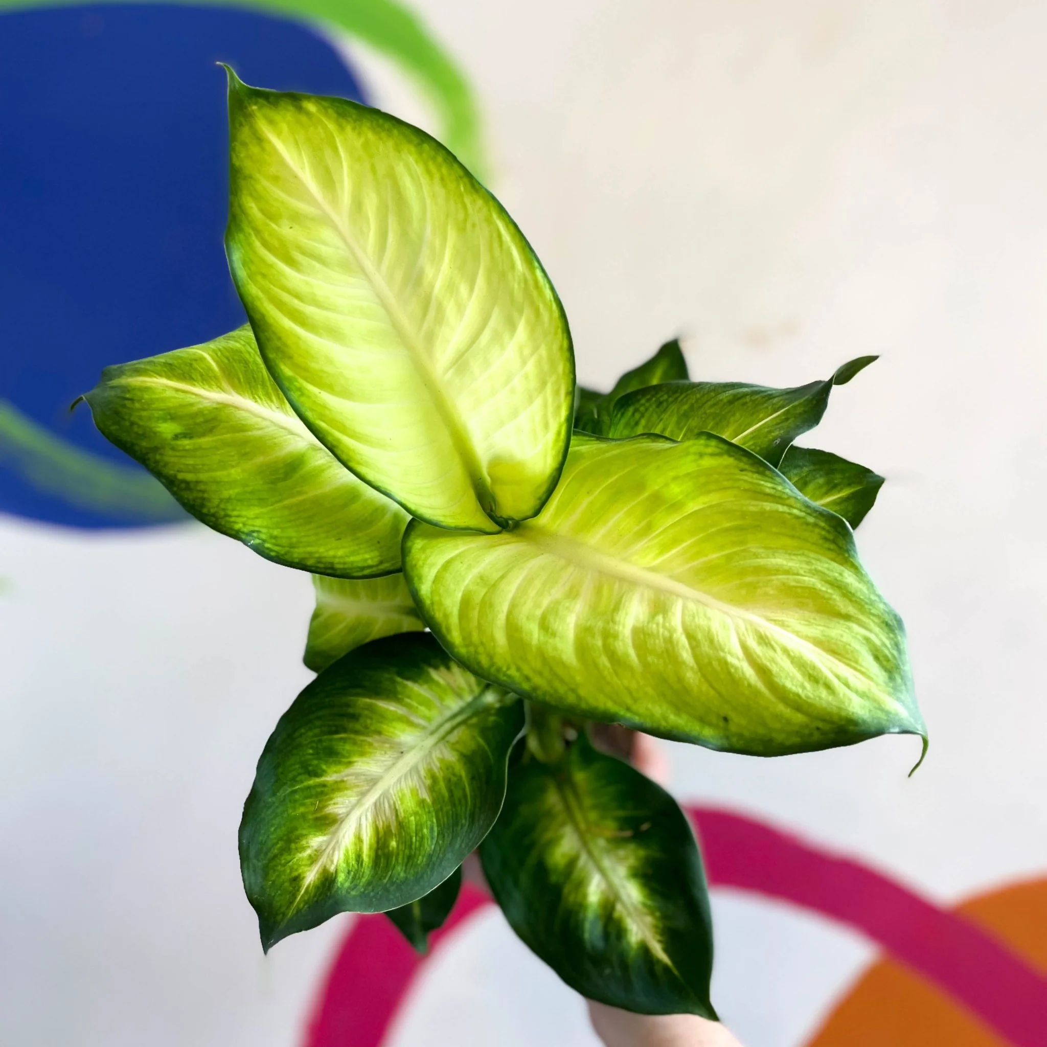 Dieffenbachia 'Summer Style' - Leopard Lily - Image 3