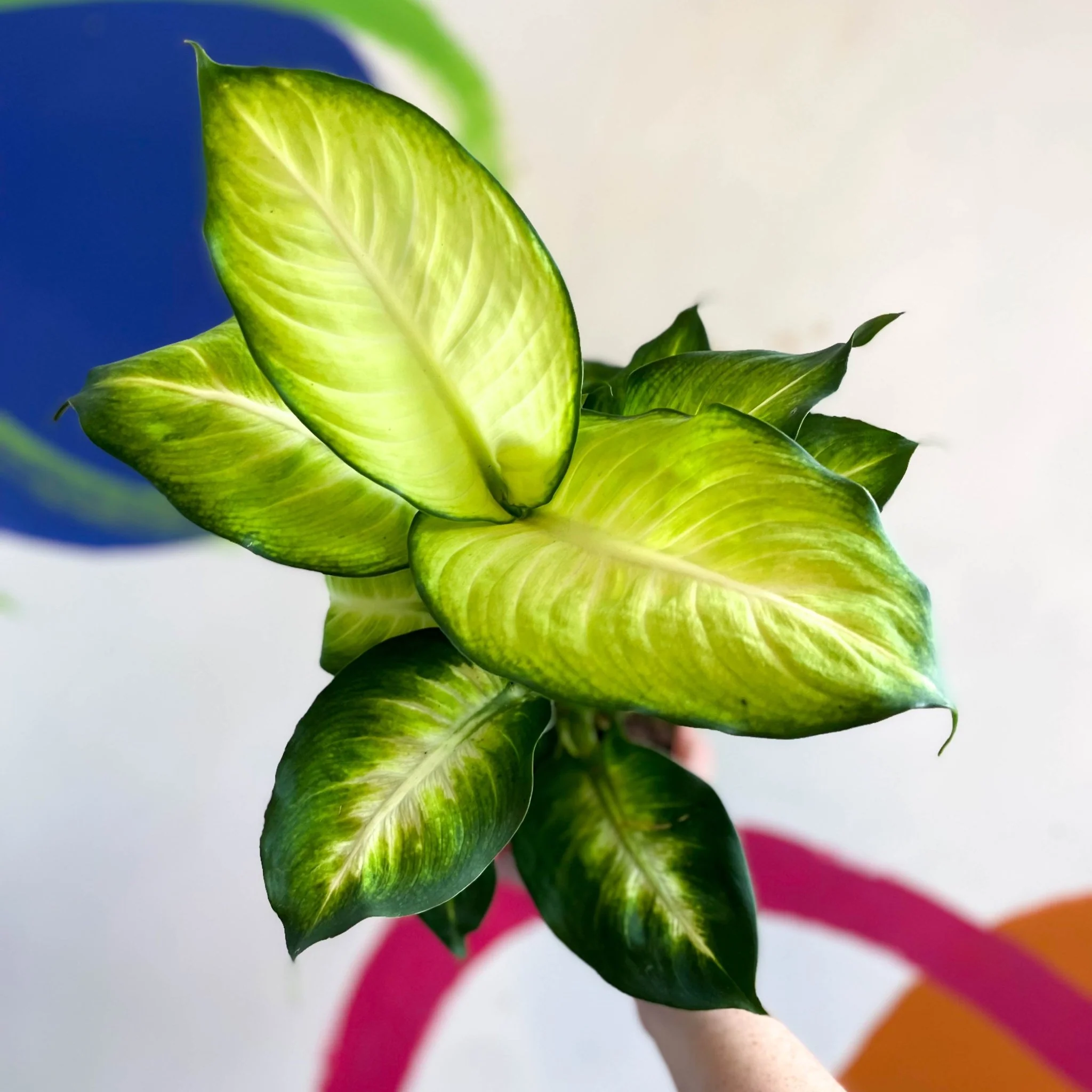 Dieffenbachia 'Summer Style' - Leopard Lily - Image 9