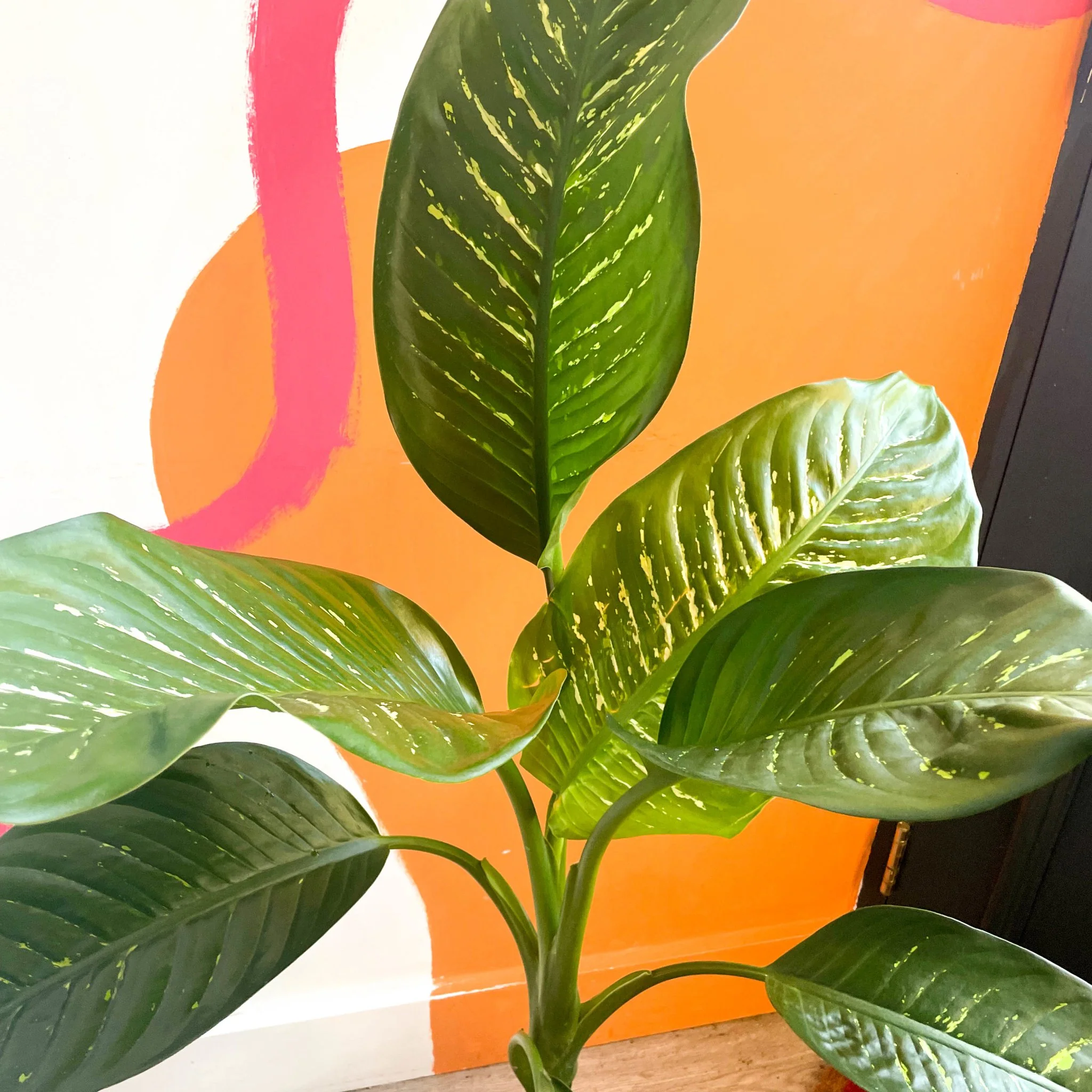 Leopard Lily - Dieffenbachia 'Tropic Snow' - British Grown