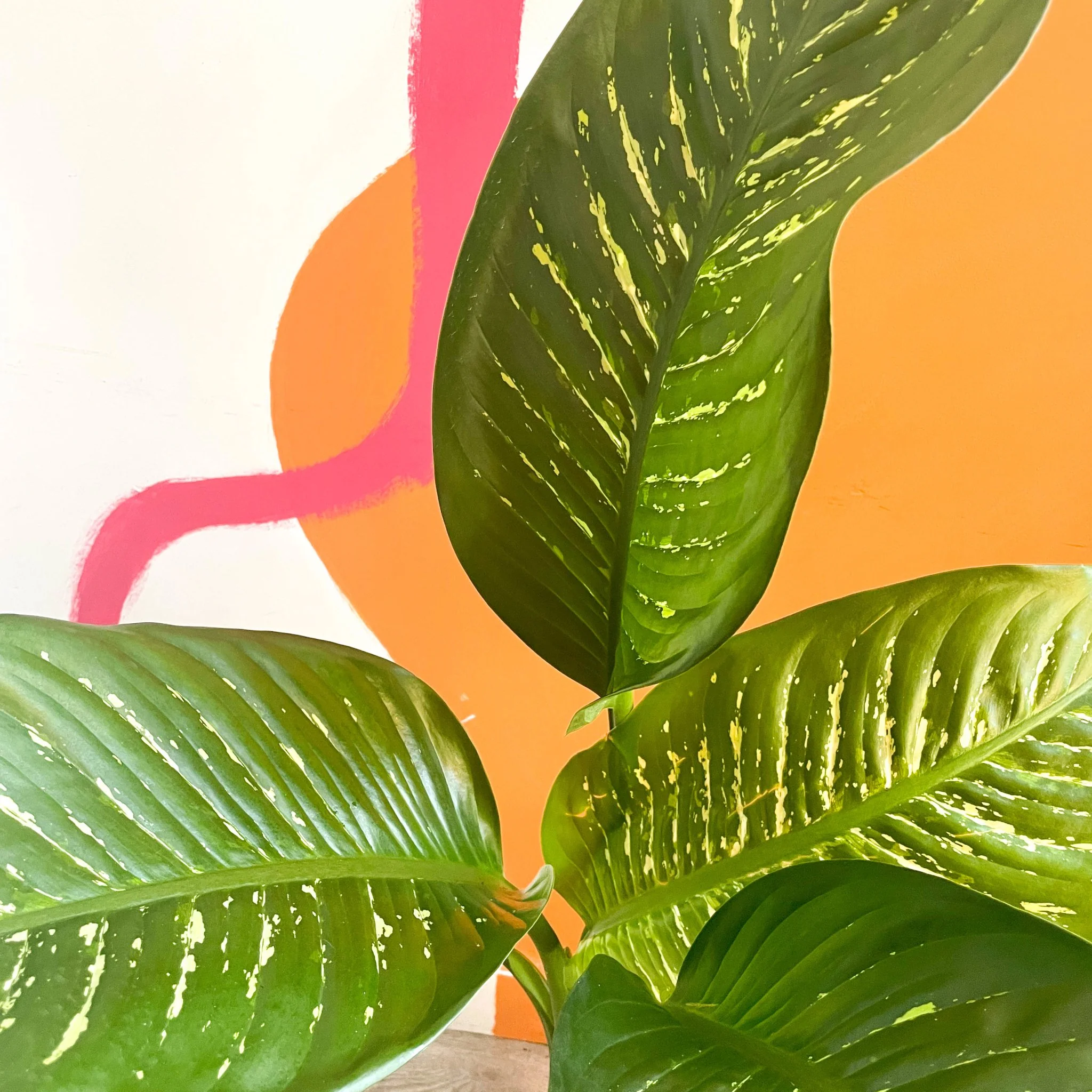 Leopard Lily - Dieffenbachia 'Tropic Snow' - British Grown - Image 2