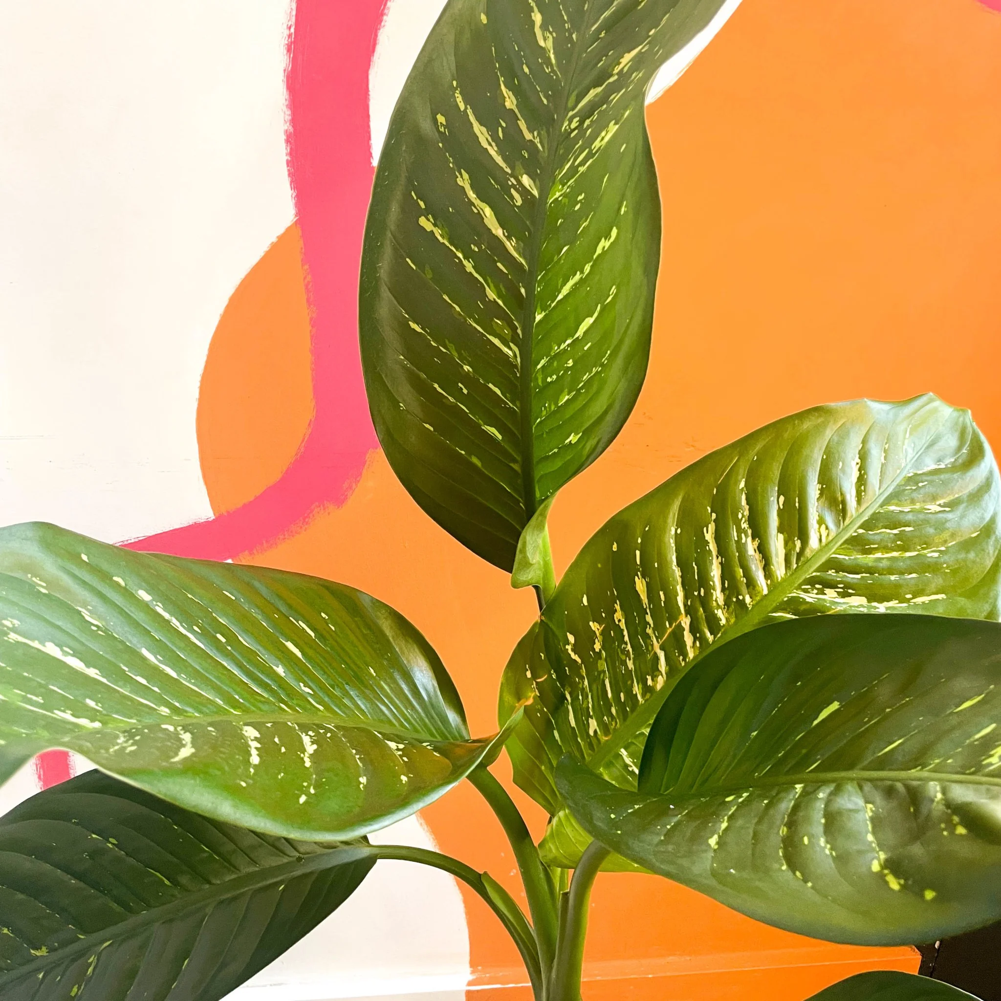 Leopard Lily - Dieffenbachia 'Tropic Snow' - British Grown - Image 3