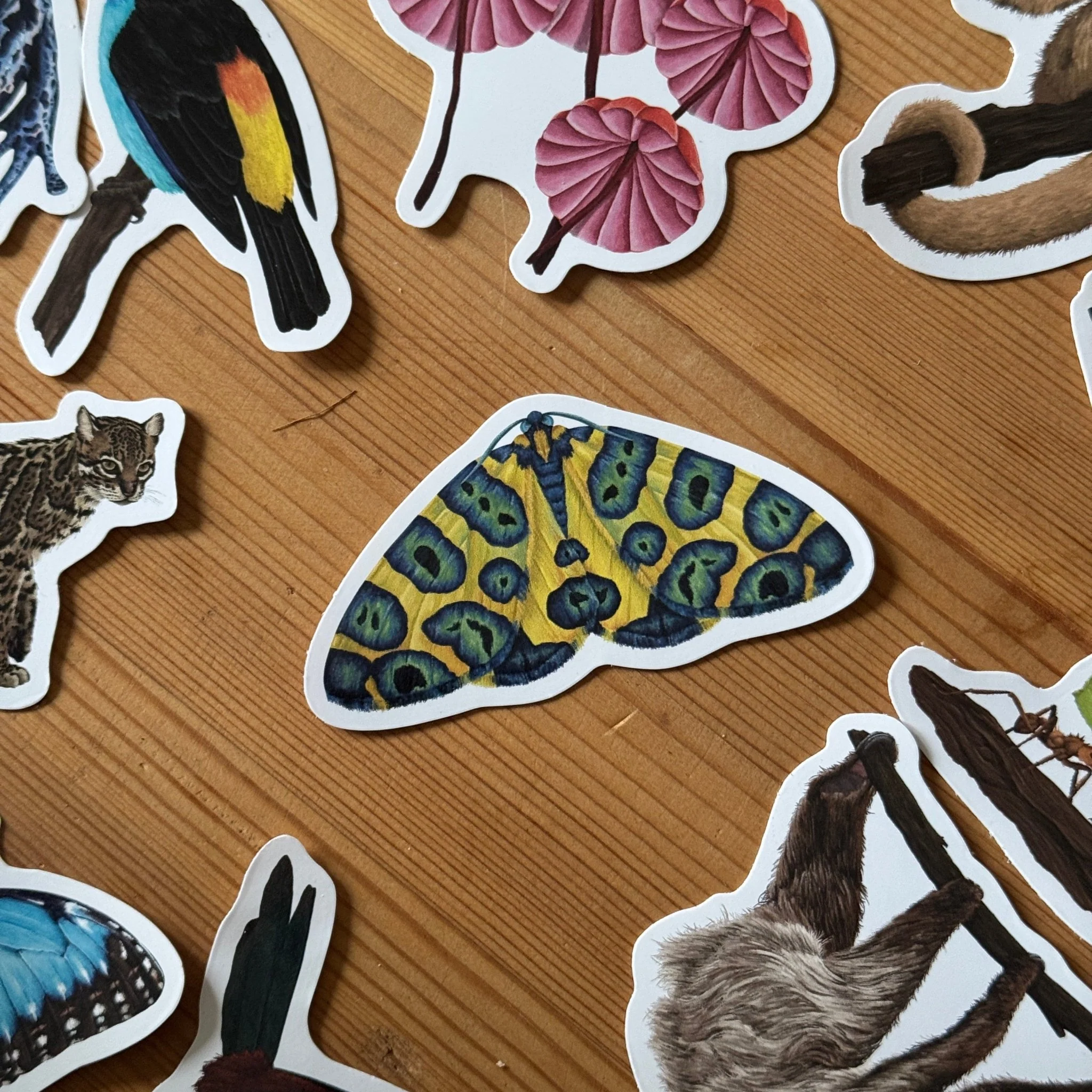 Leopard Moth Amazon Wildlife Vinyl Sticker [Beneath the Canopy RHS Collab] - Image 3