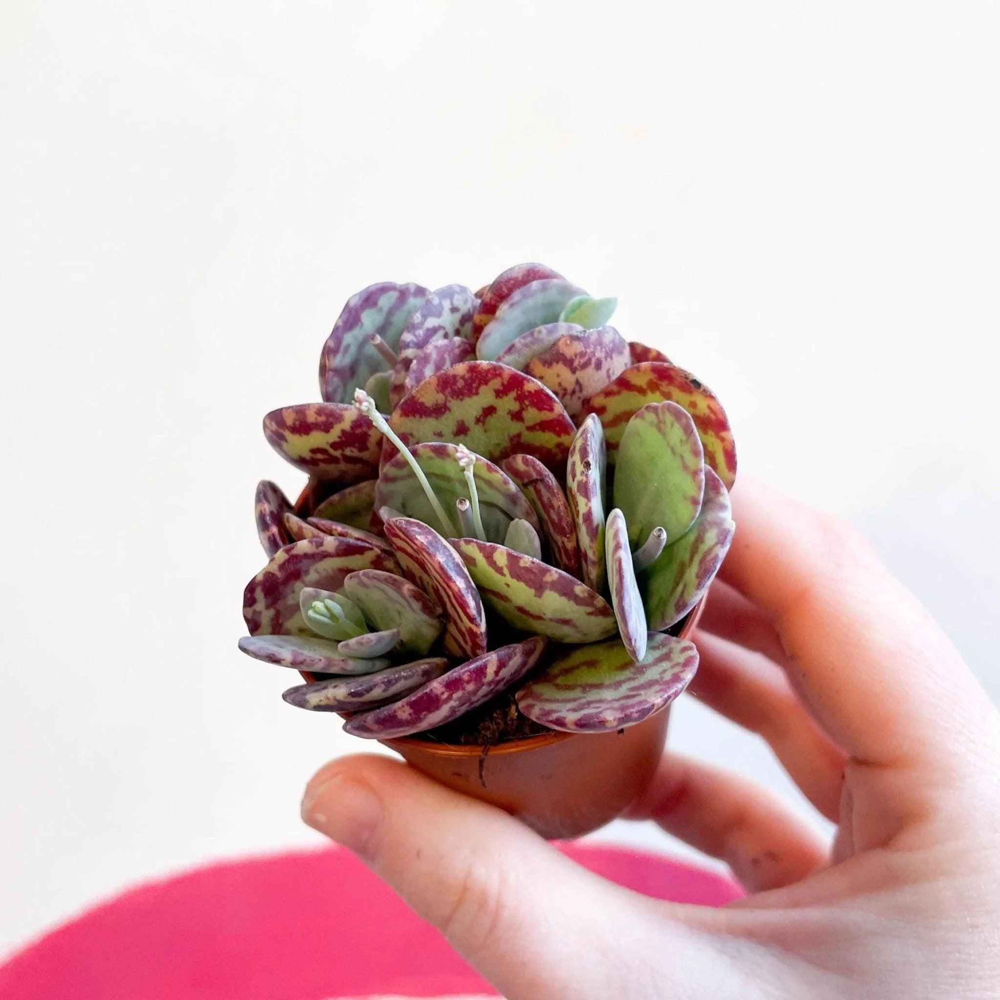 Kalanchoe marmorata - Leopard Penwiper Plant