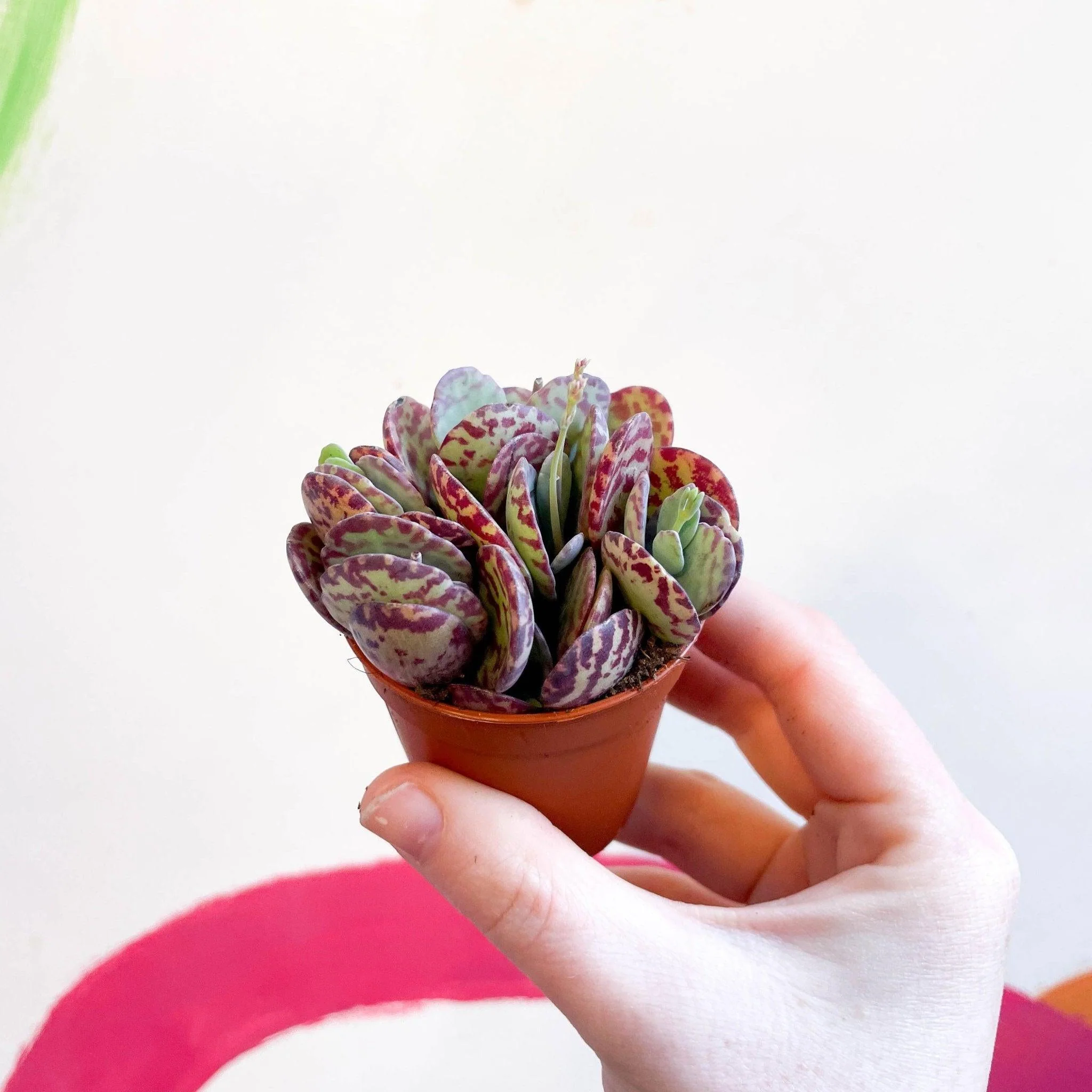Kalanchoe marmorata - Leopard Penwiper Plant - Image 3
