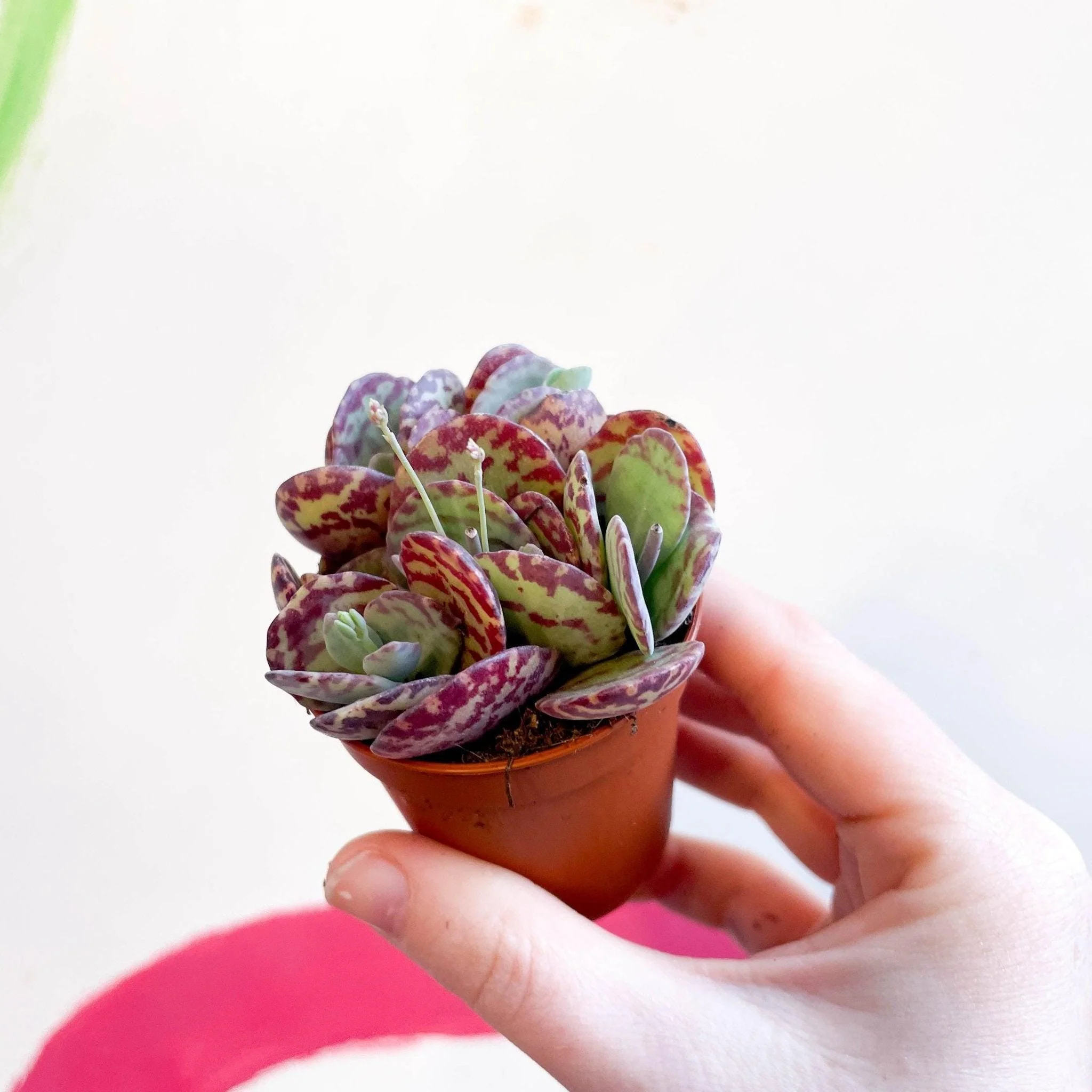 Kalanchoe marmorata - Leopard Penwiper Plant - Image 4