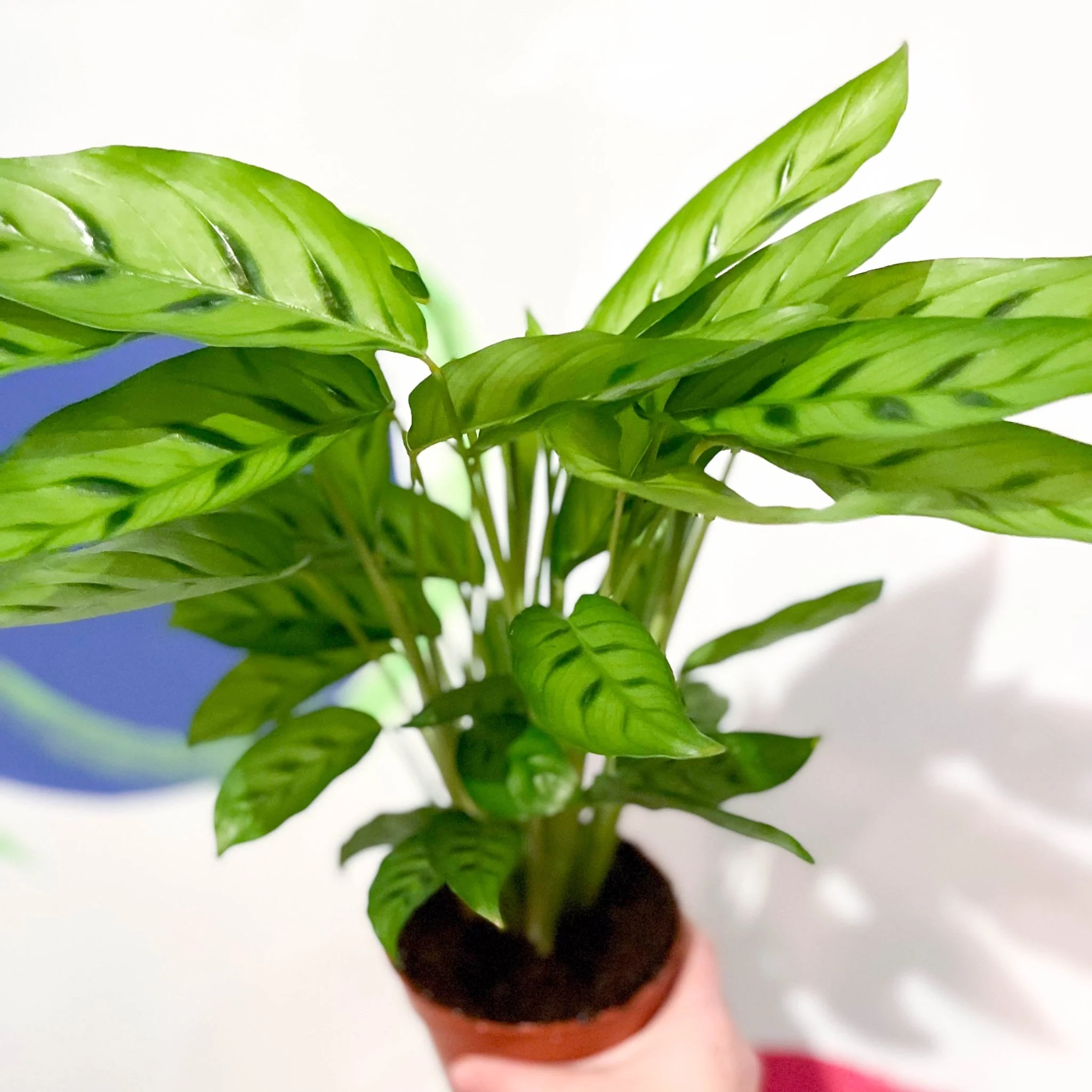 Calathea leopardina - Leopard Plant