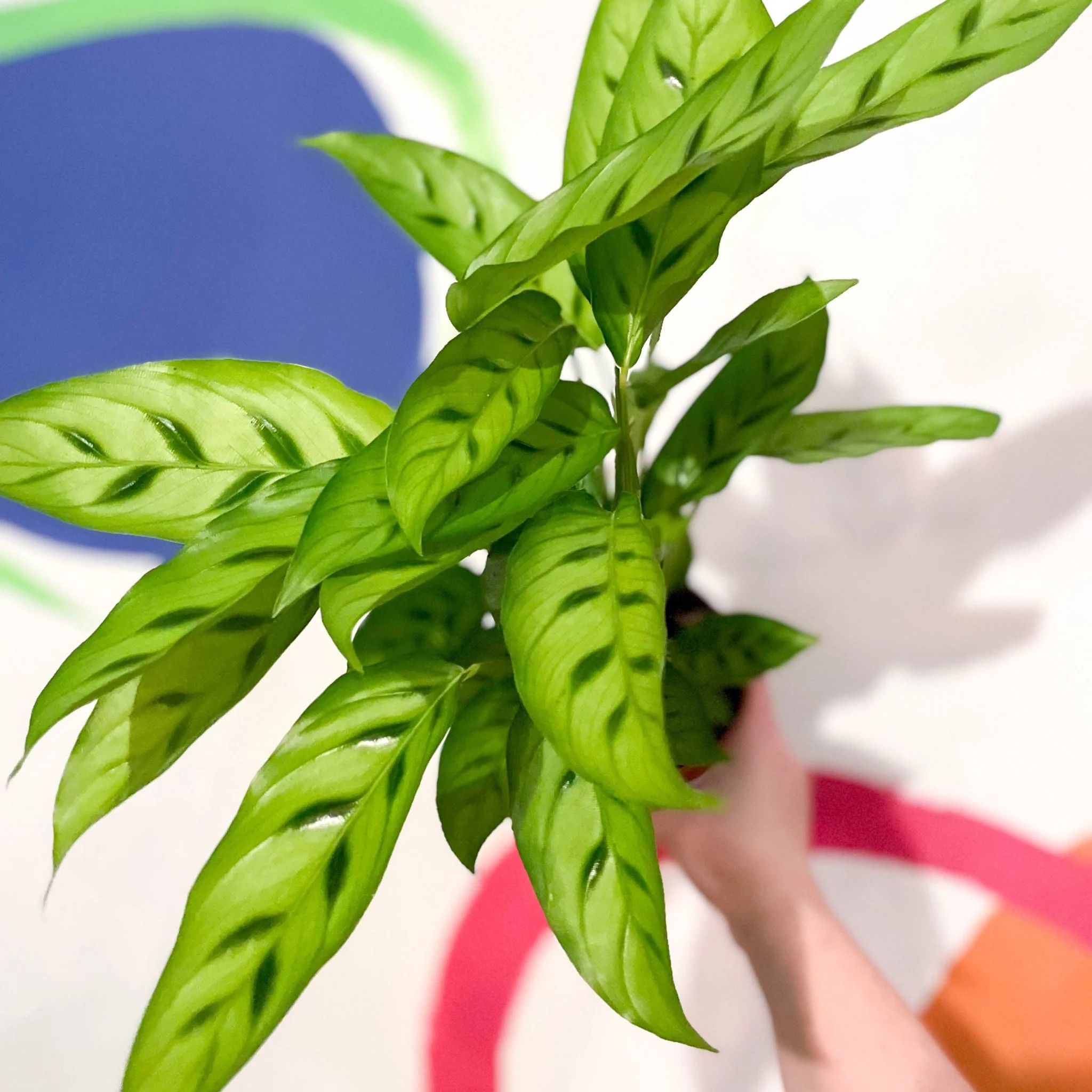 Calathea leopardina - Leopard Plant - Image 2