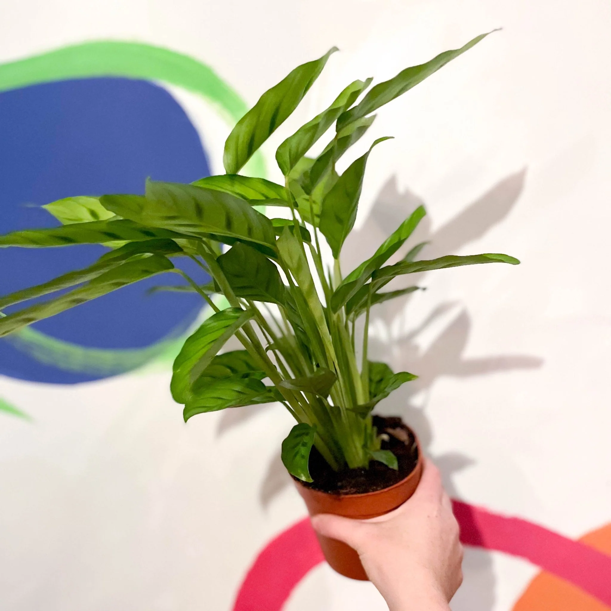 Calathea leopardina - Leopard Plant - Image 3