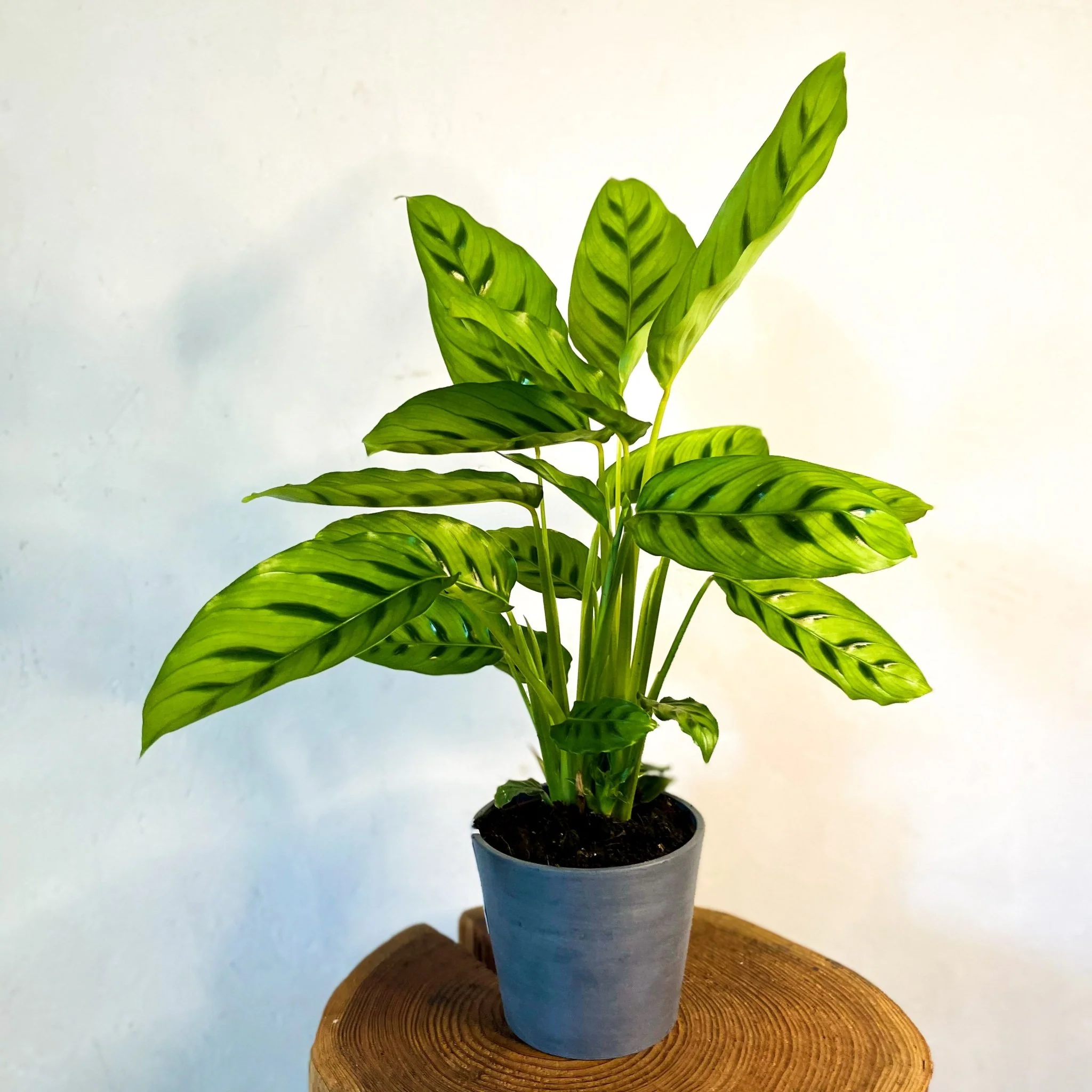 Calathea leopardina - Leopard Plant - Image 4
