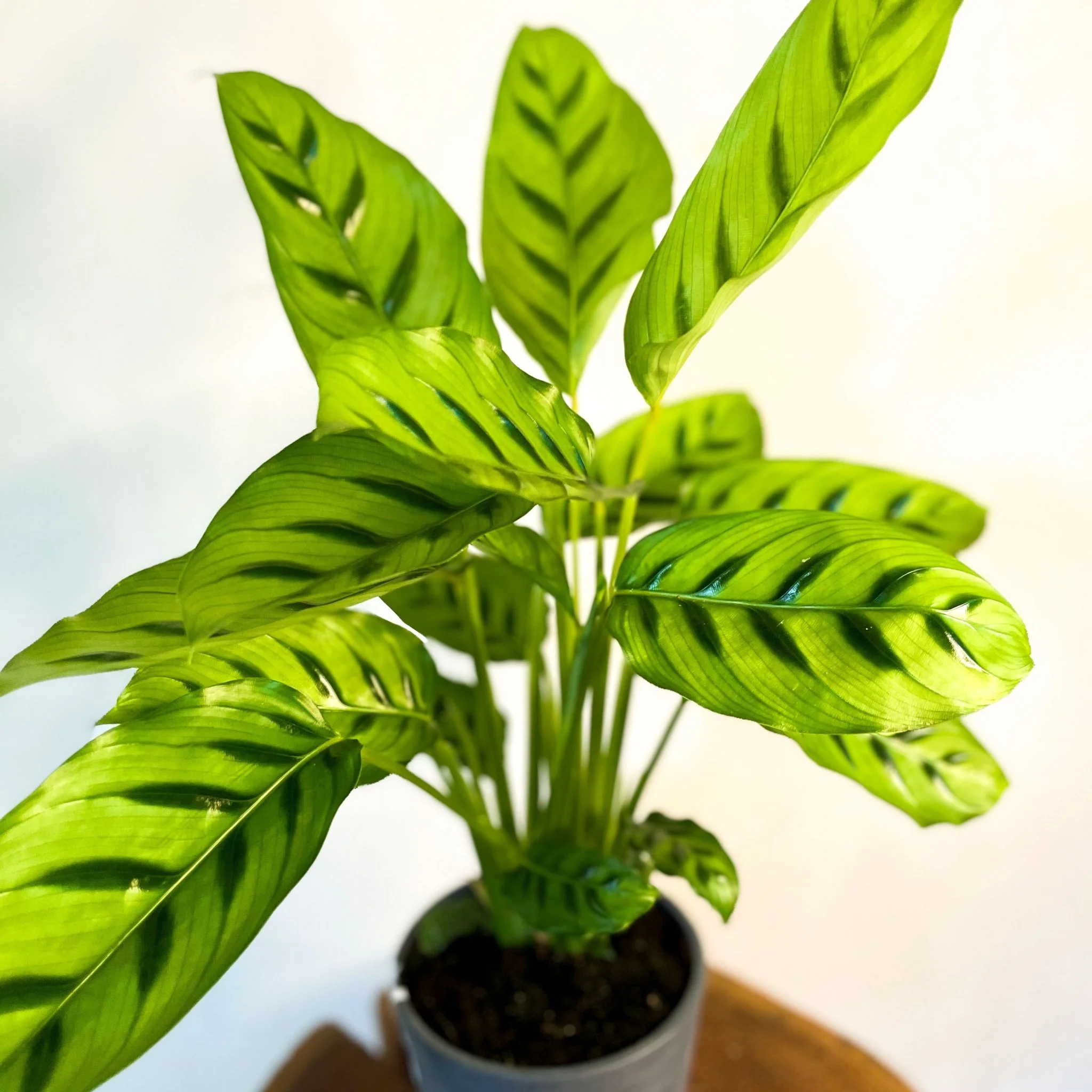 Calathea leopardina - Leopard Plant - Image 5