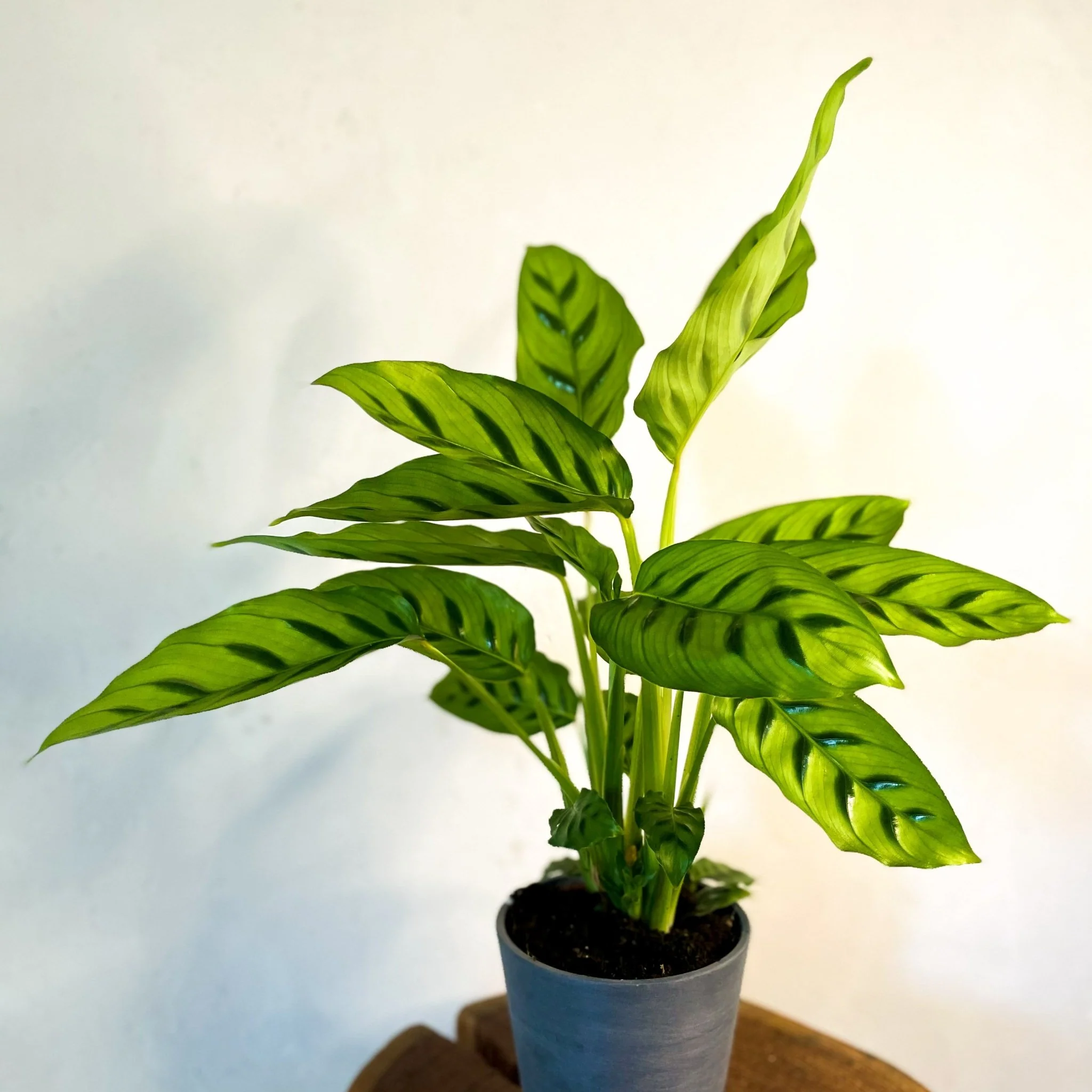 Calathea leopardina - Leopard Plant - Image 6