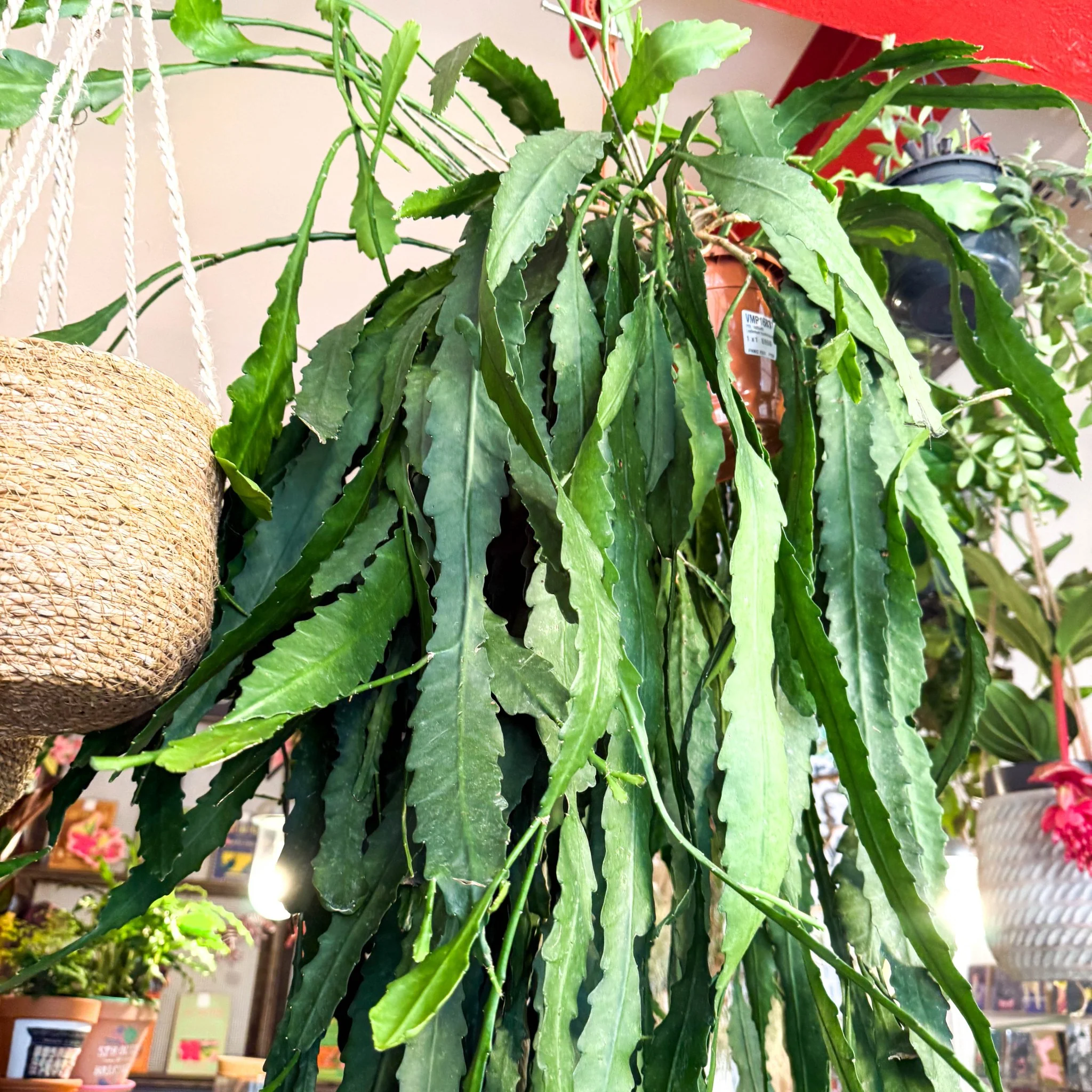 Lepismium houlletianum – Jungle Cactus
