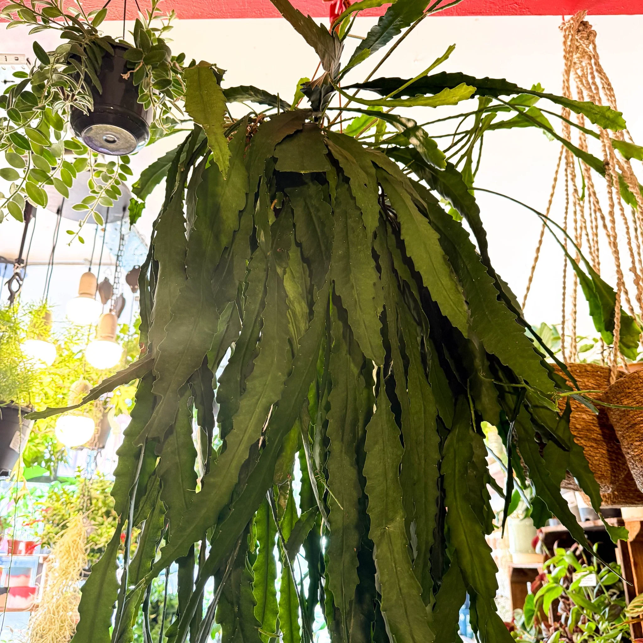 Lepismium houlletianum – Jungle Cactus - Image 2