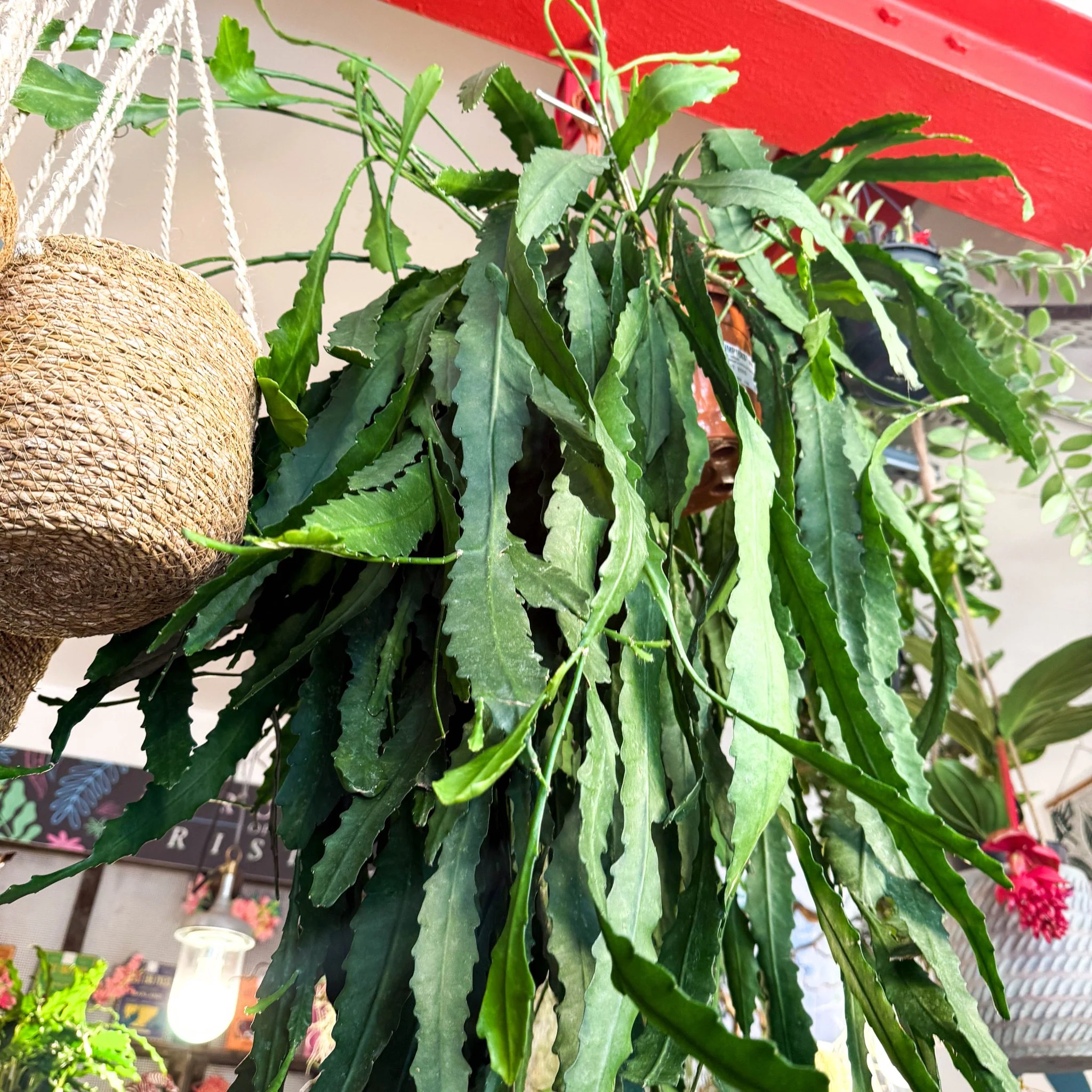 Lepismium houlletianum – Jungle Cactus - Image 3