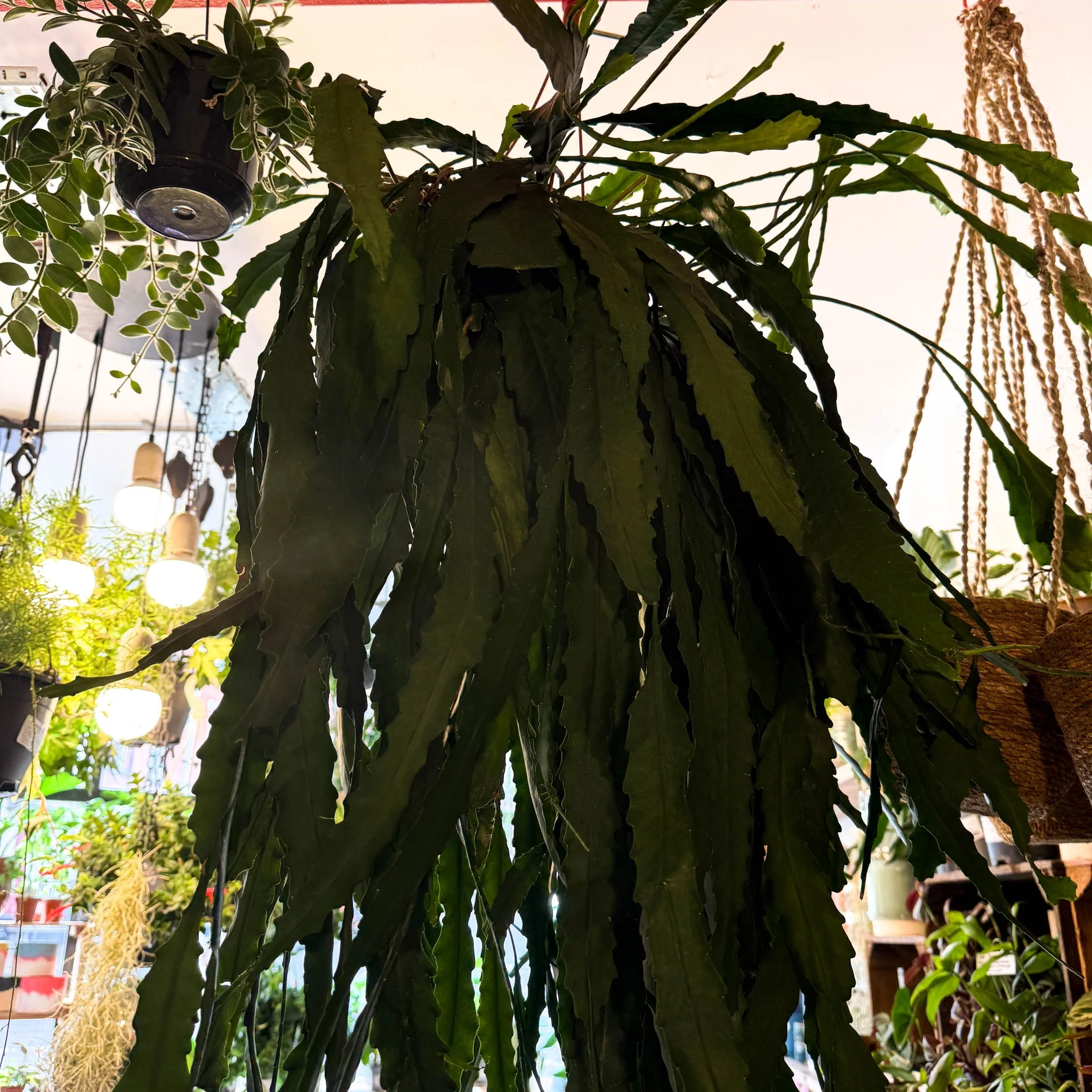 Lepismium houlletianum – Jungle Cactus - Image 4