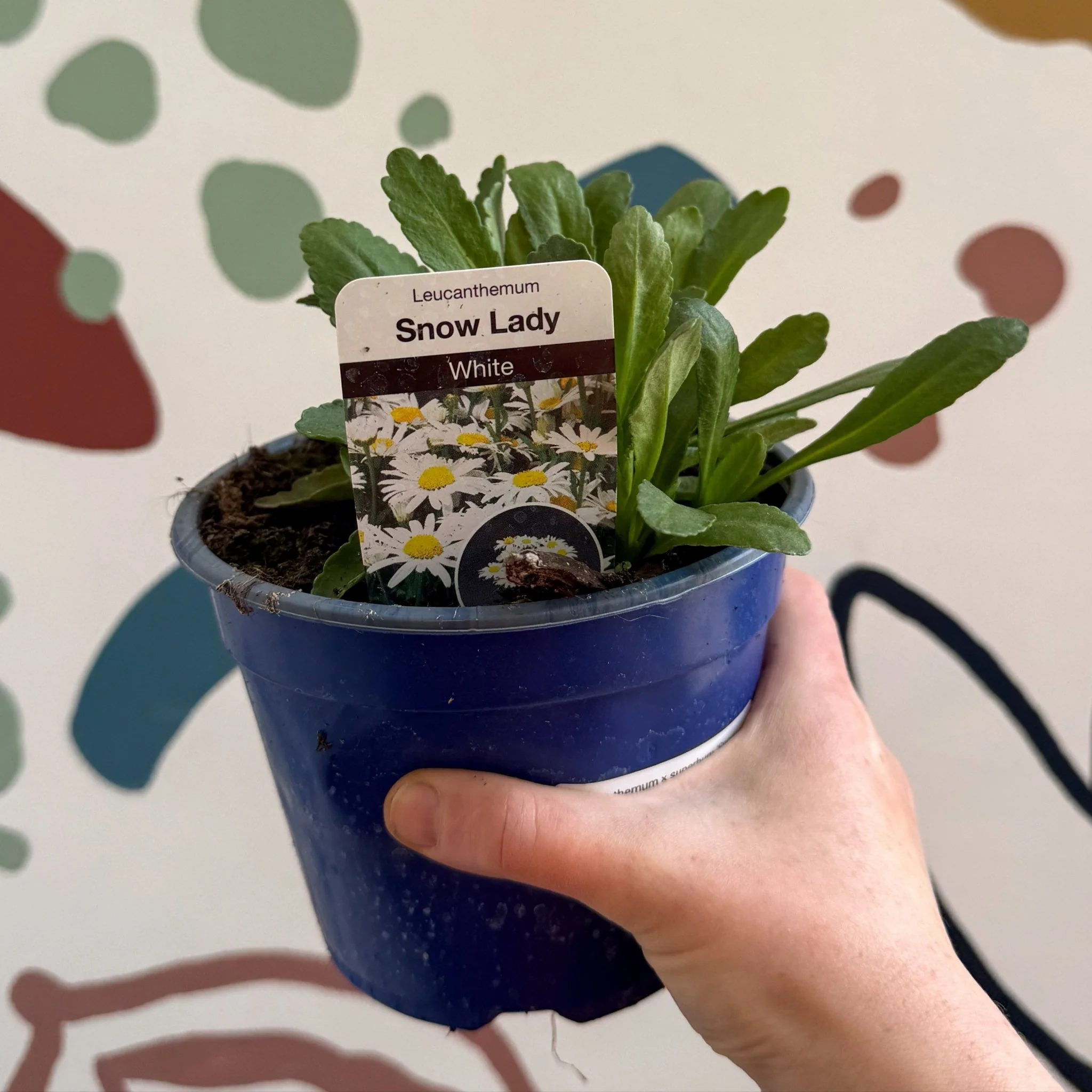 Leucanthemum × superbum ‘Snow Lady’ - Shasta Daisy - British Grown