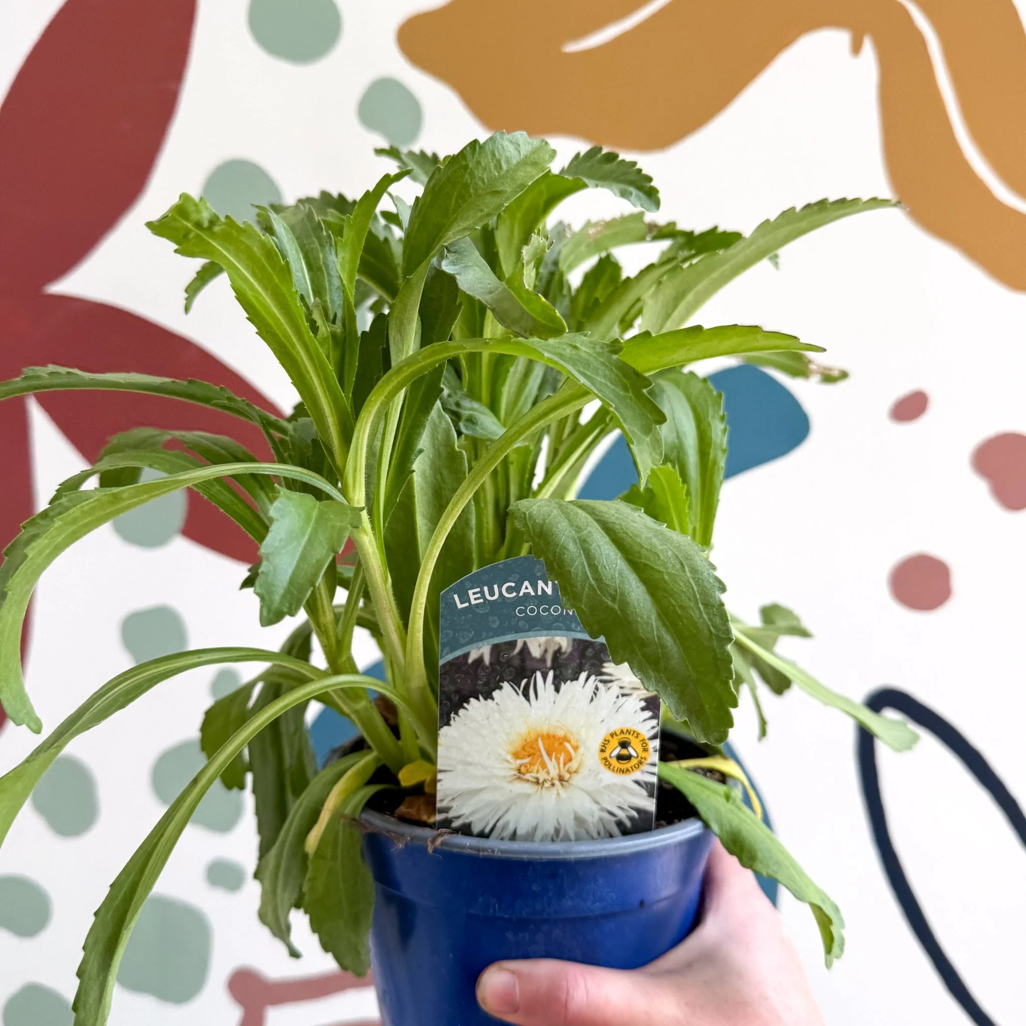 Leucanthemum x superbum ‘Coconut’ - Shasta Daisy - British Grown