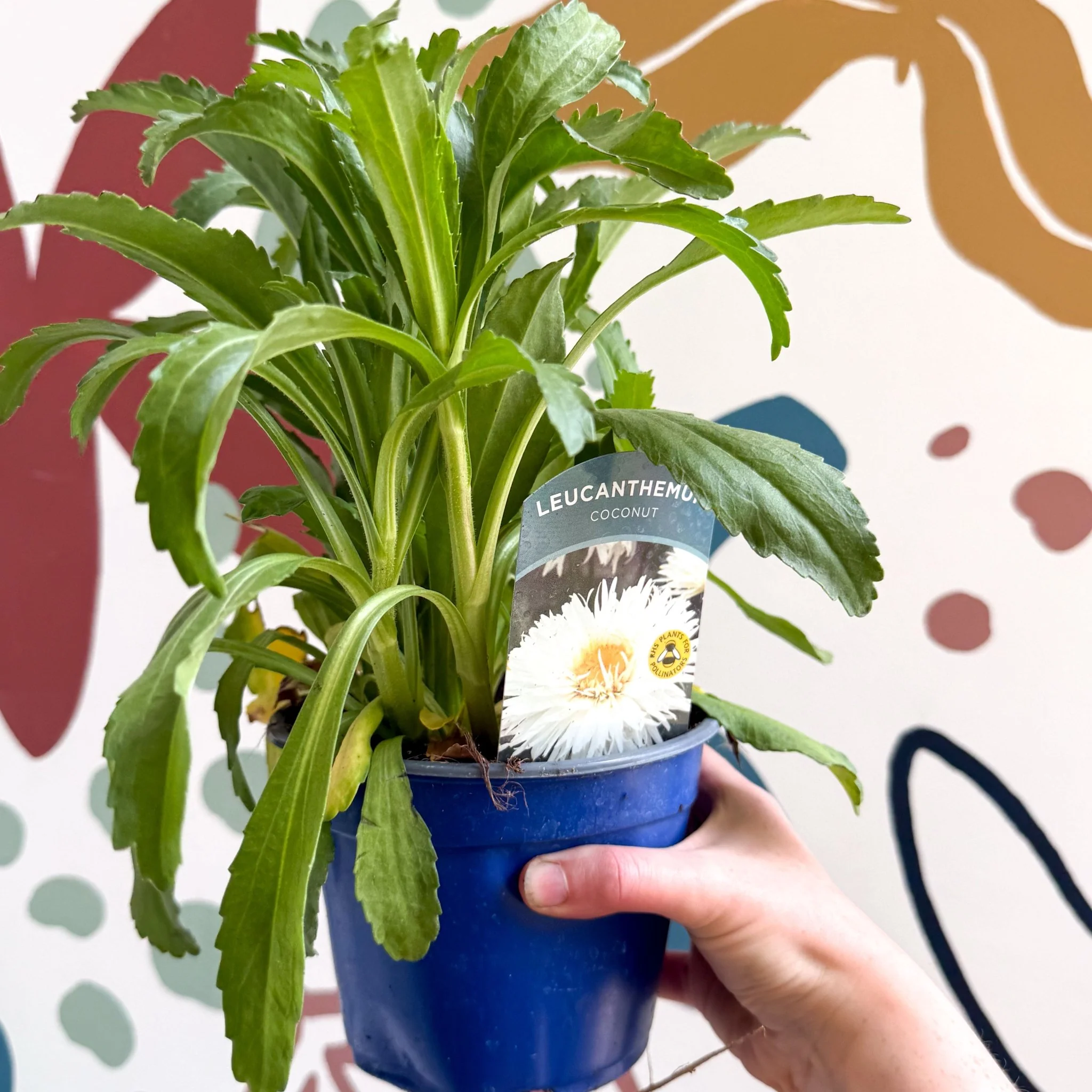 Leucanthemum x superbum ‘Coconut’ - Shasta Daisy - British Grown - Image 10