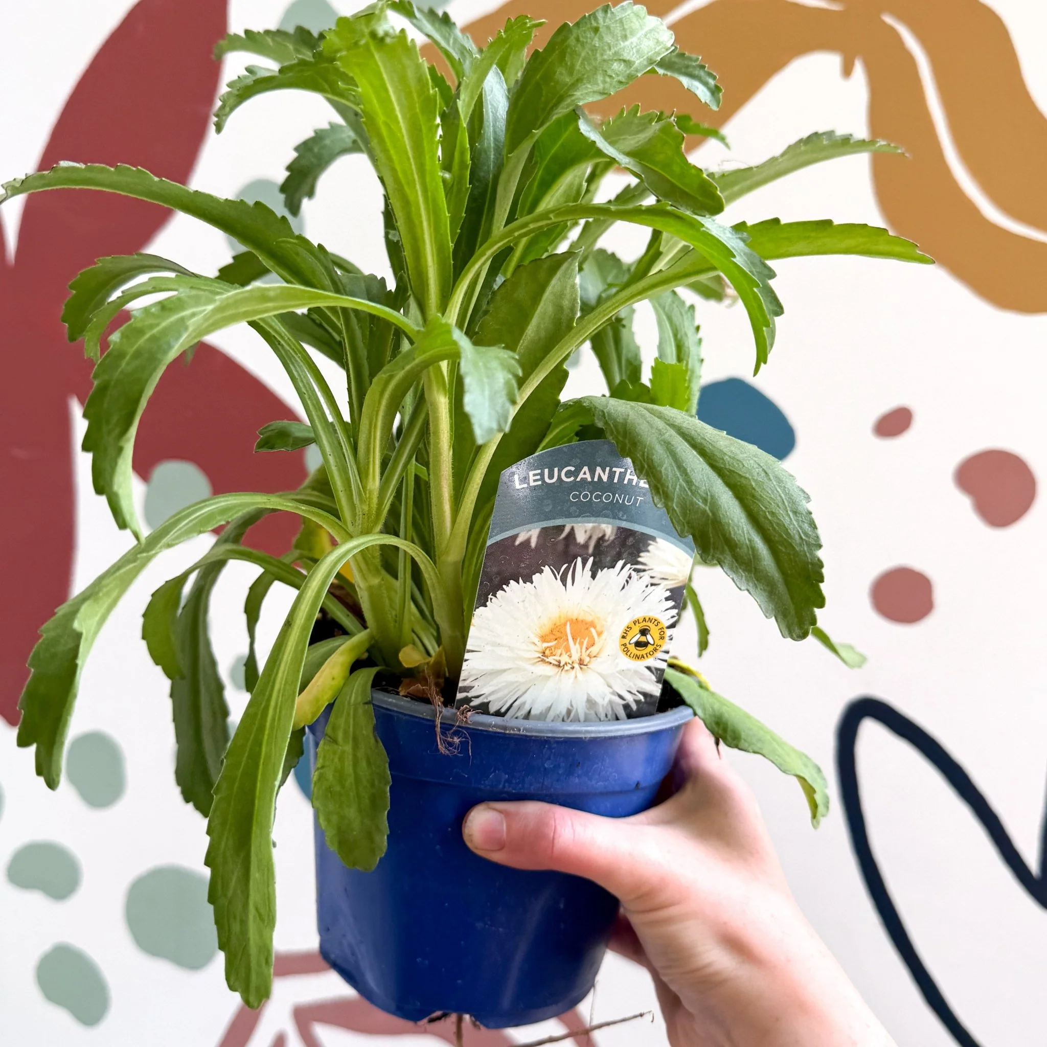 Leucanthemum x superbum ‘Coconut’ - Shasta Daisy - British Grown - Image 11