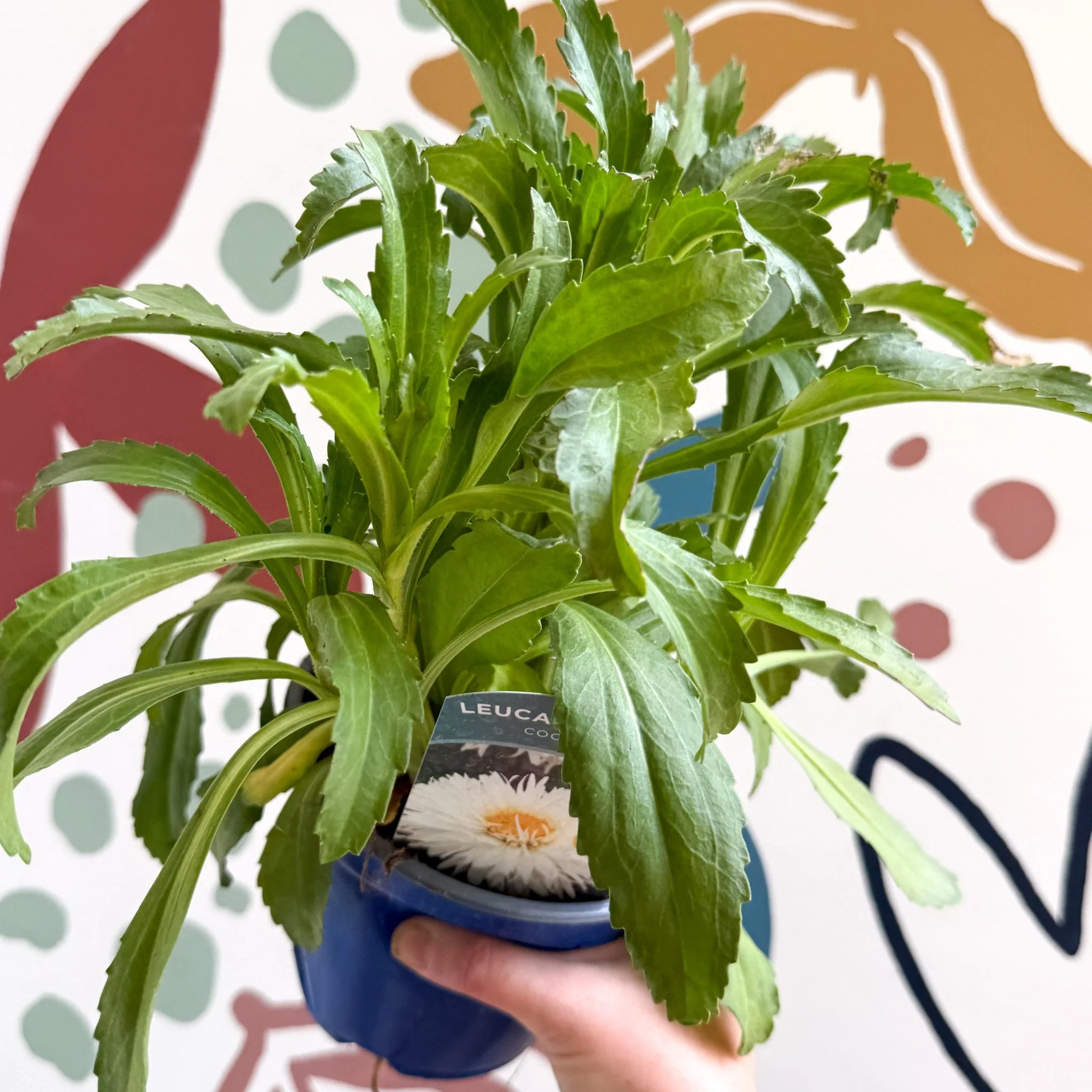 Leucanthemum x superbum ‘Coconut’ - Shasta Daisy - British Grown - Image 12