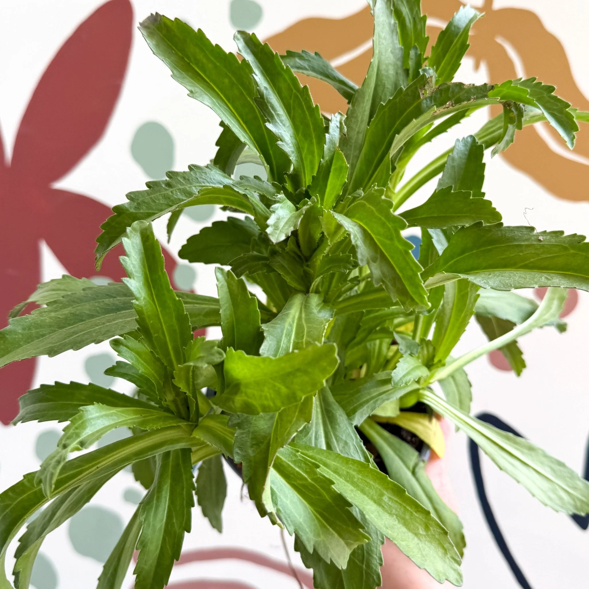 Leucanthemum x superbum ‘Coconut’ - Shasta Daisy - British Grown - Image 14
