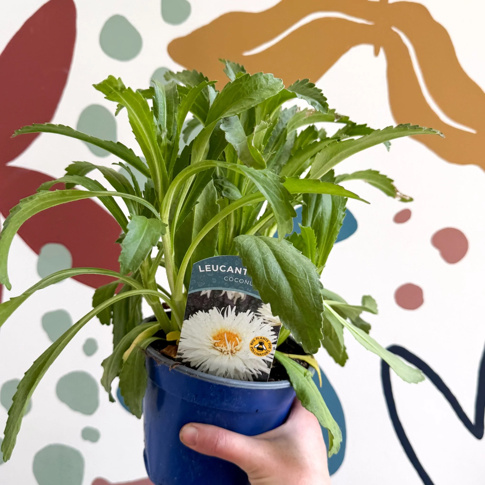 Leucanthemum x superbum ‘Coconut’ - Shasta Daisy - British Grown - Image 3