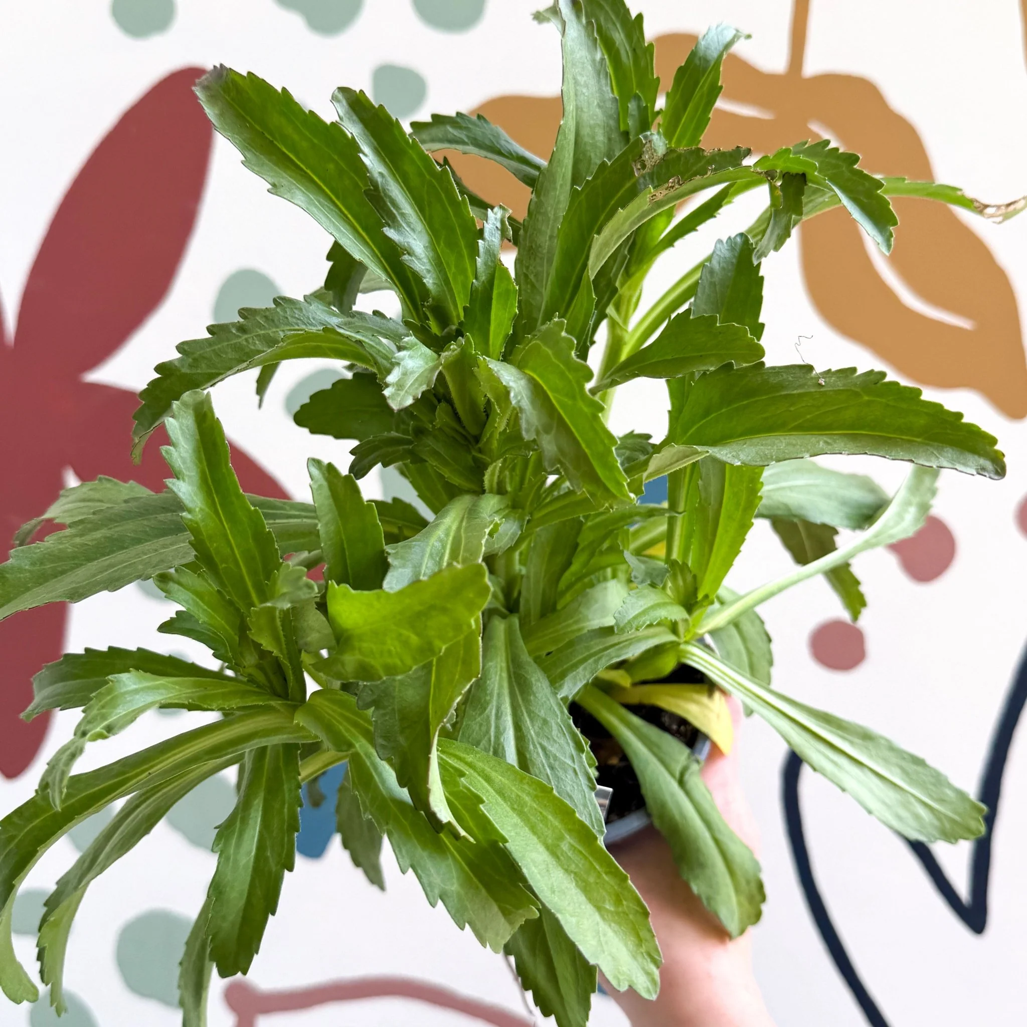 Leucanthemum x superbum ‘Coconut’ - Shasta Daisy - British Grown - Image 6