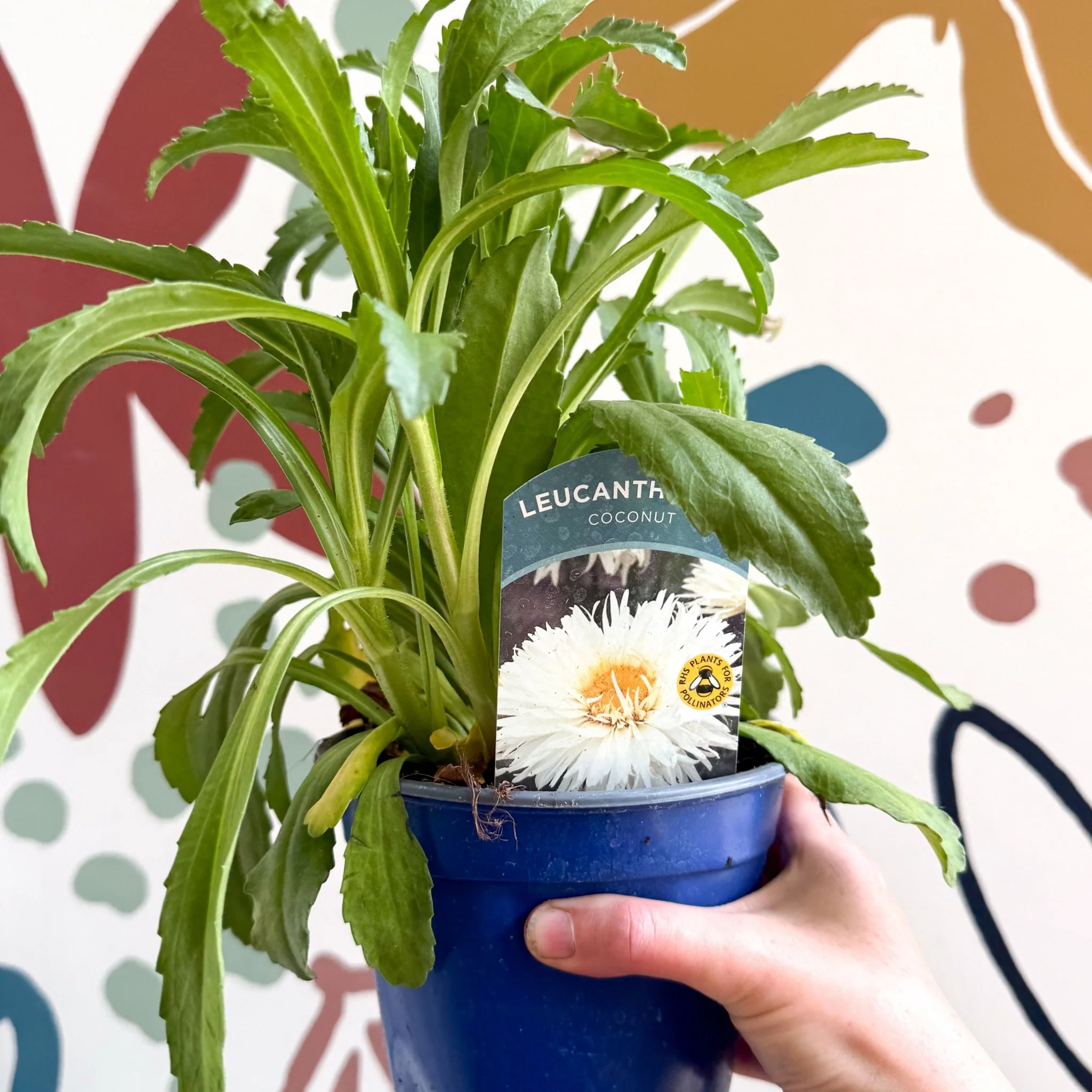 Leucanthemum x superbum ‘Coconut’ - Shasta Daisy - British Grown - Image 8