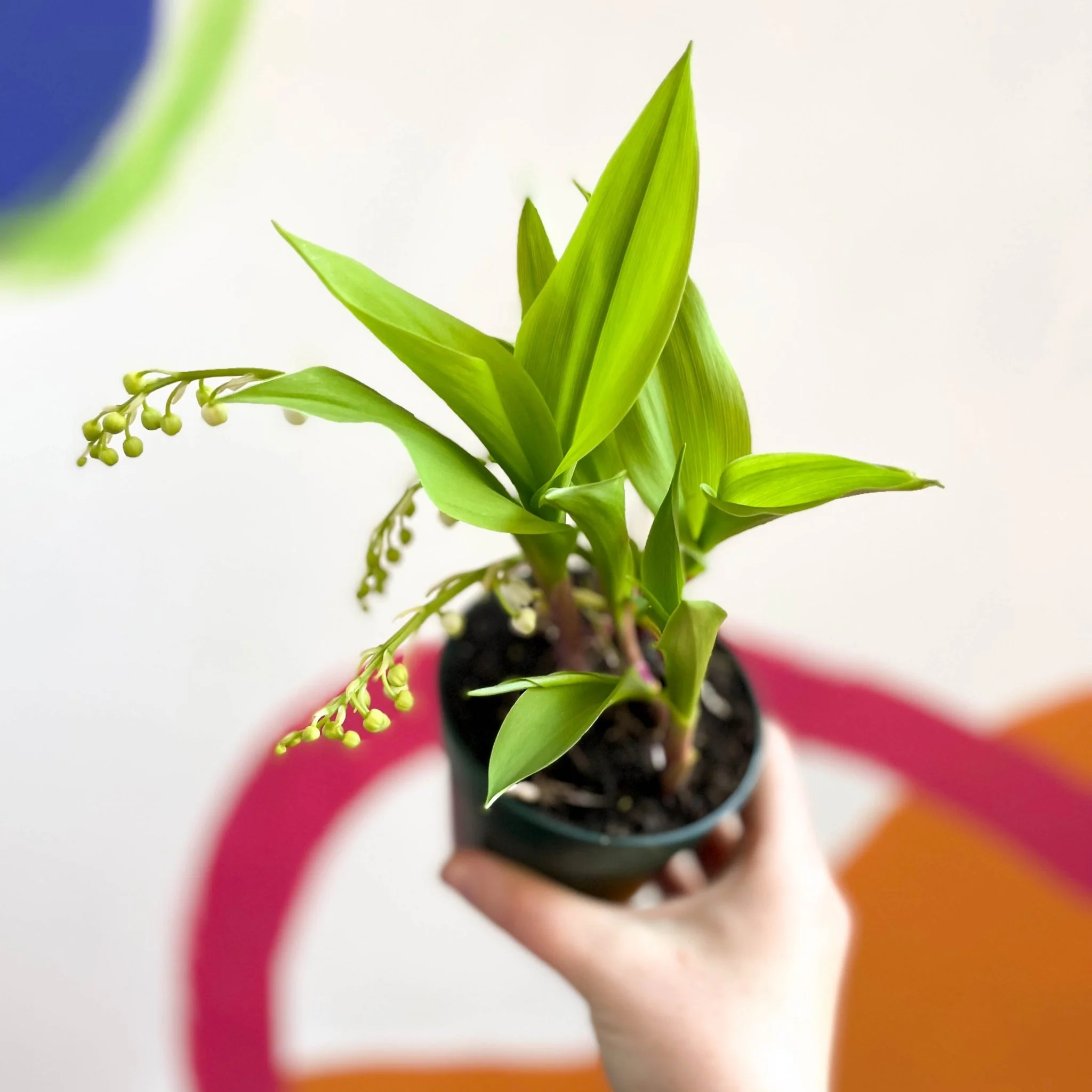 Convallaria majalis - Lily of the Valley - Image 2