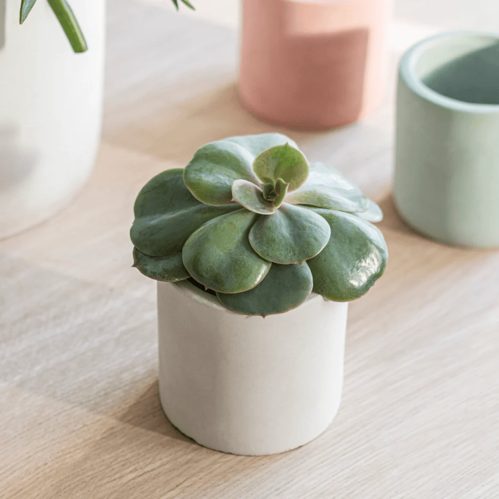 Lily White Bamburgh Pot - Image 2