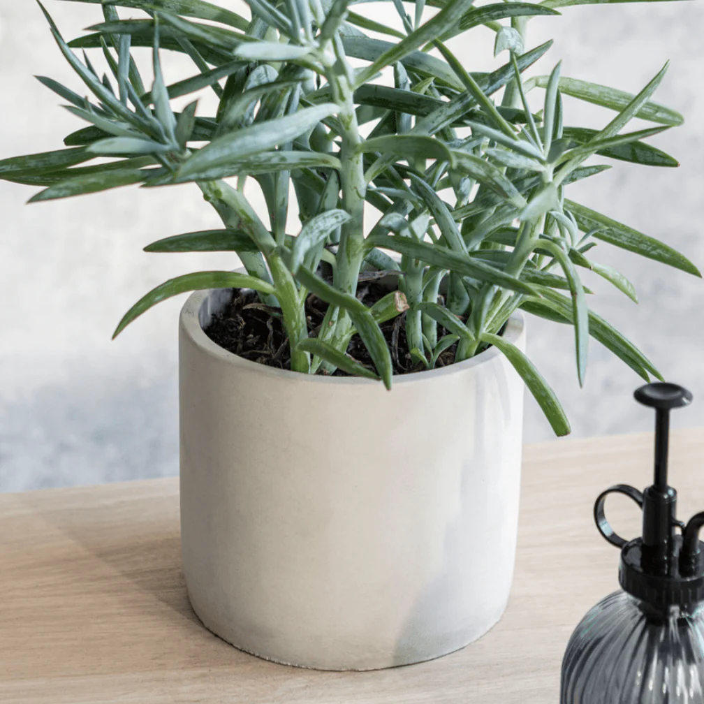 Lily White Bamburgh Pot - Image 3