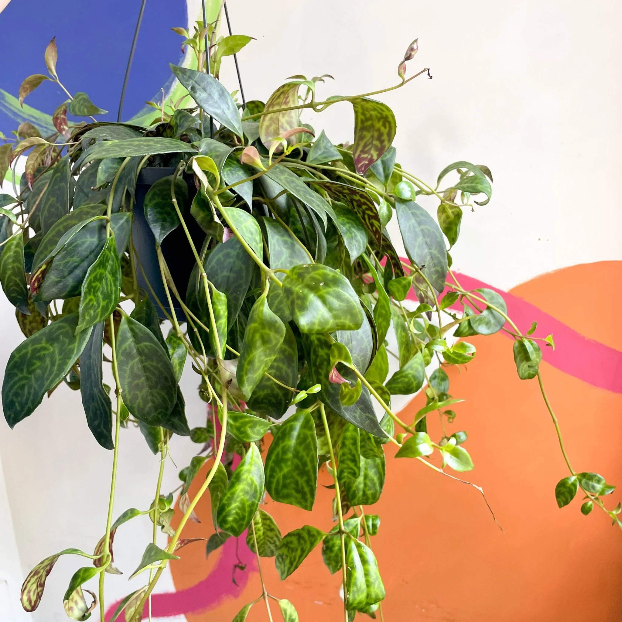 Aeschynanthus marmoratus - Zebra Lipstick Plant