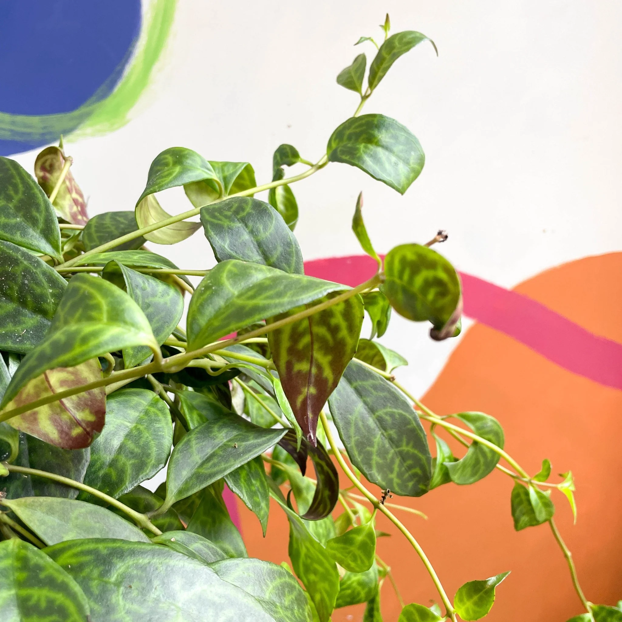 Aeschynanthus marmoratus - Zebra Lipstick Plant - Image 2