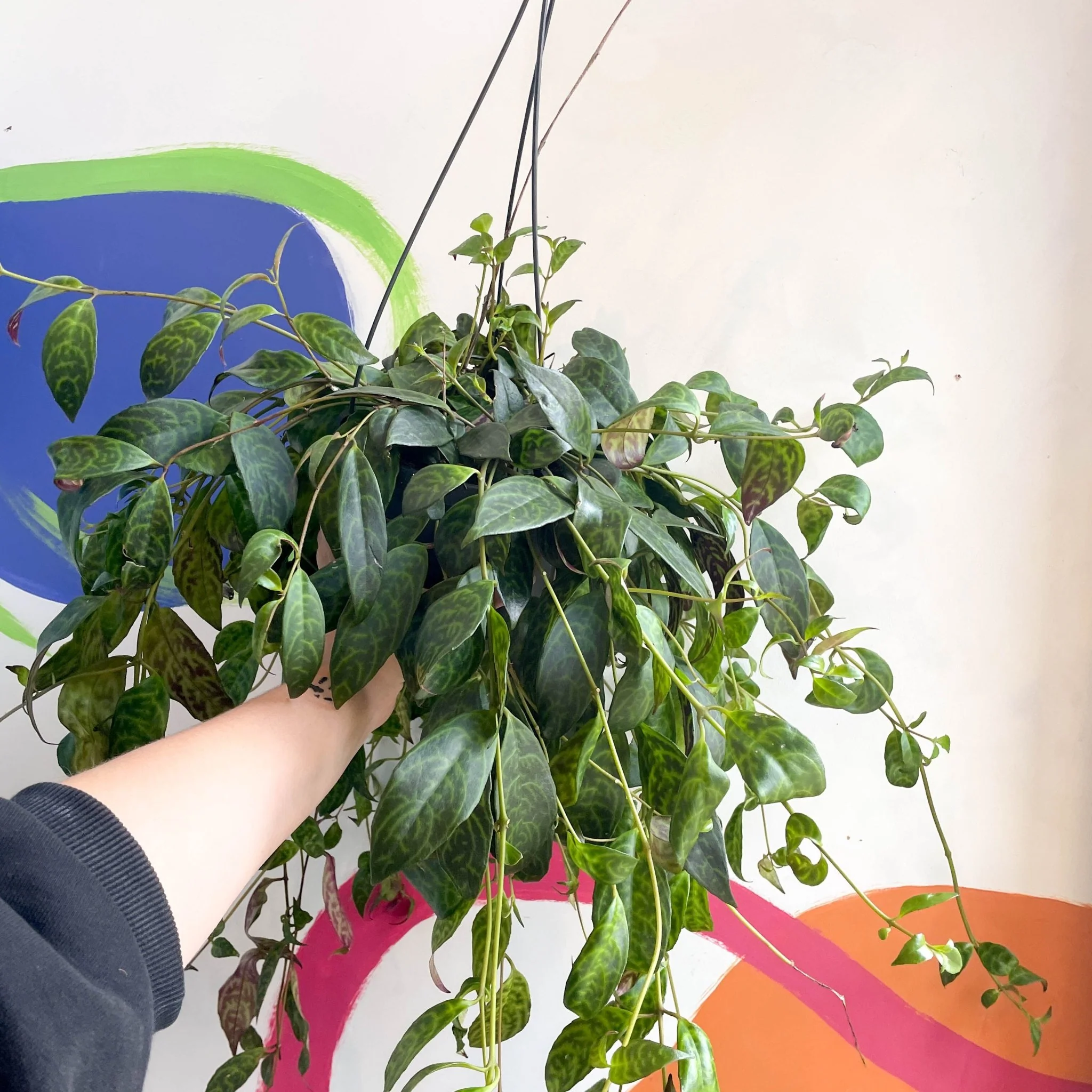 Aeschynanthus marmoratus - Zebra Lipstick Plant - Image 3
