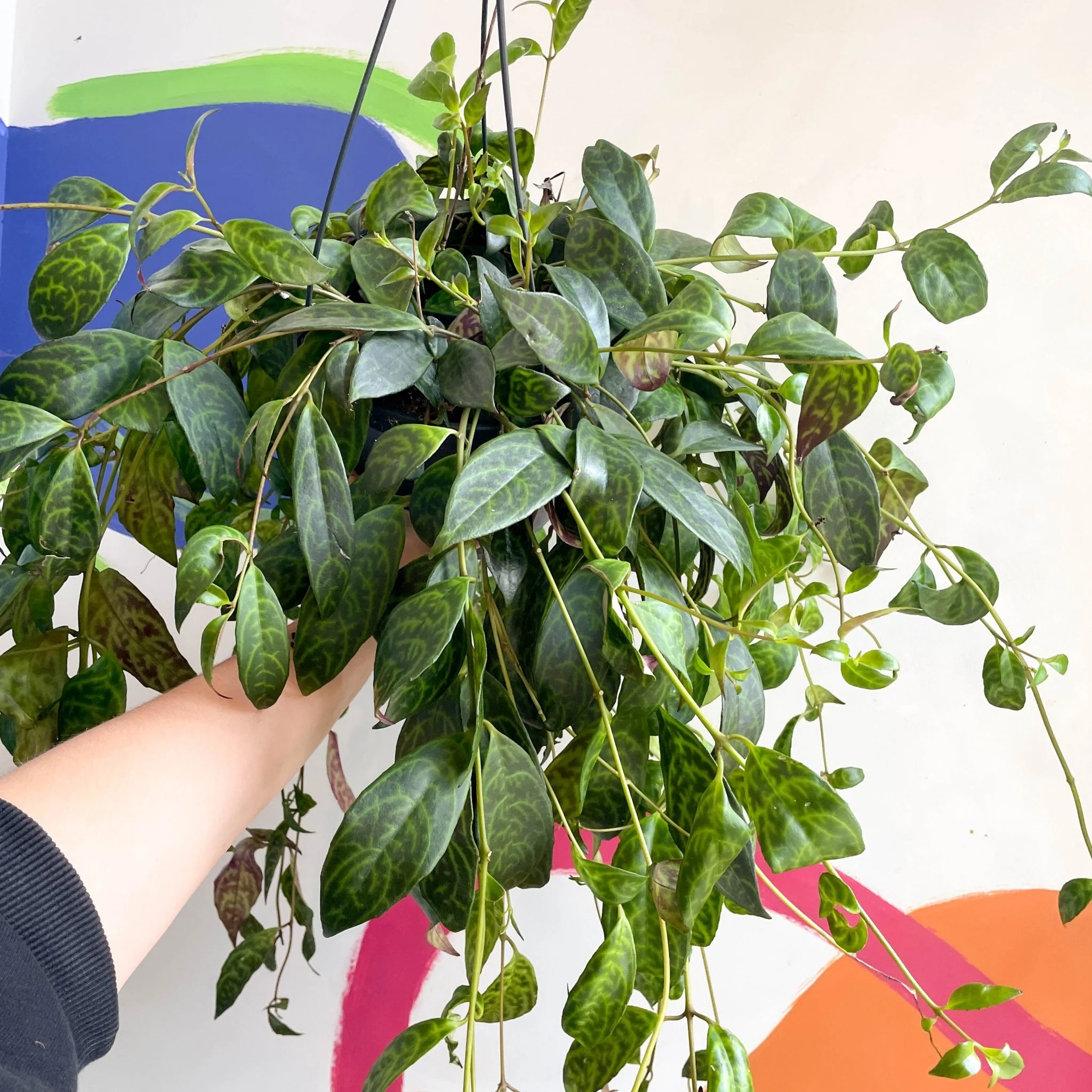 Aeschynanthus marmoratus - Zebra Lipstick Plant - Image 4