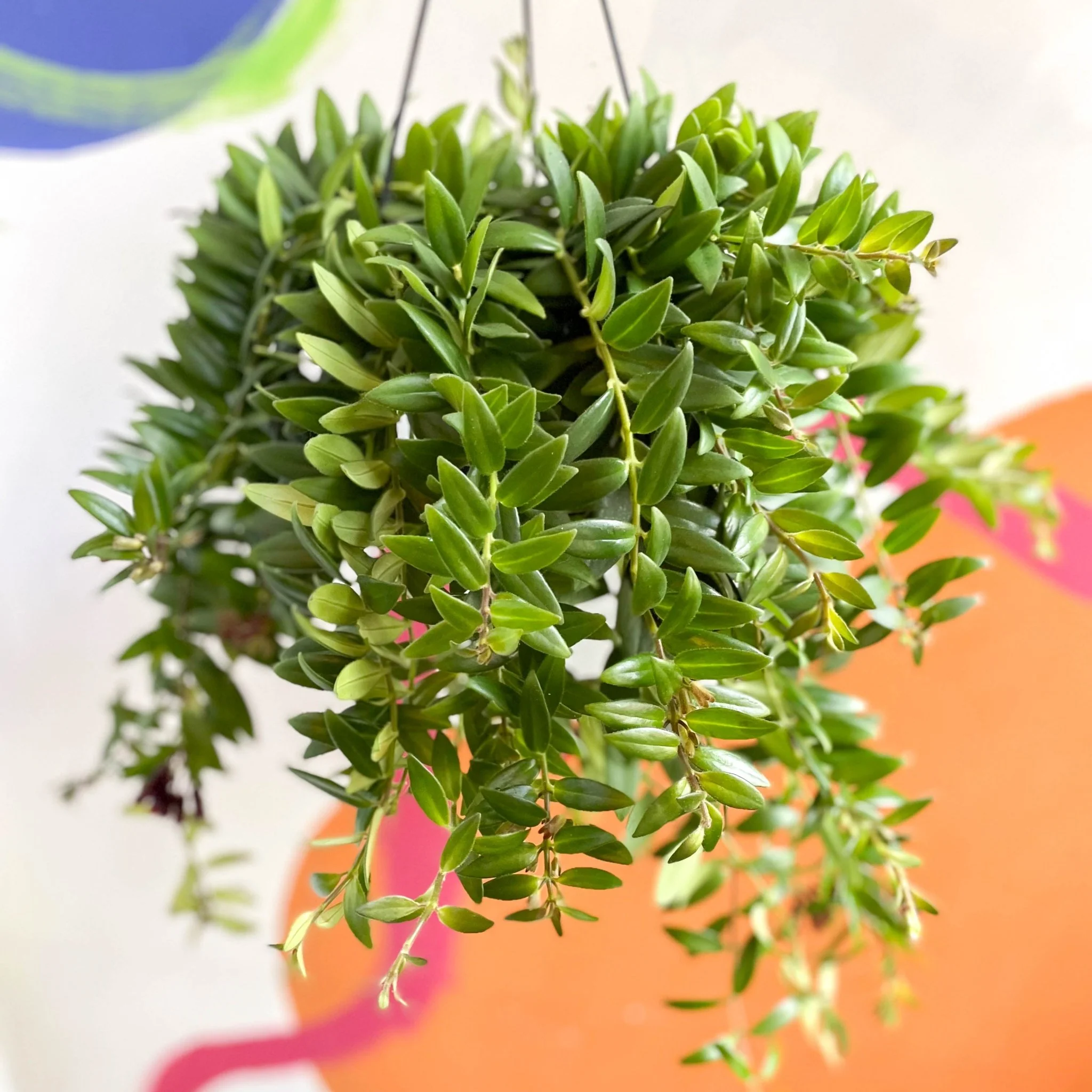 Aeschynanthus 'Caroline' - Lipstick Plant