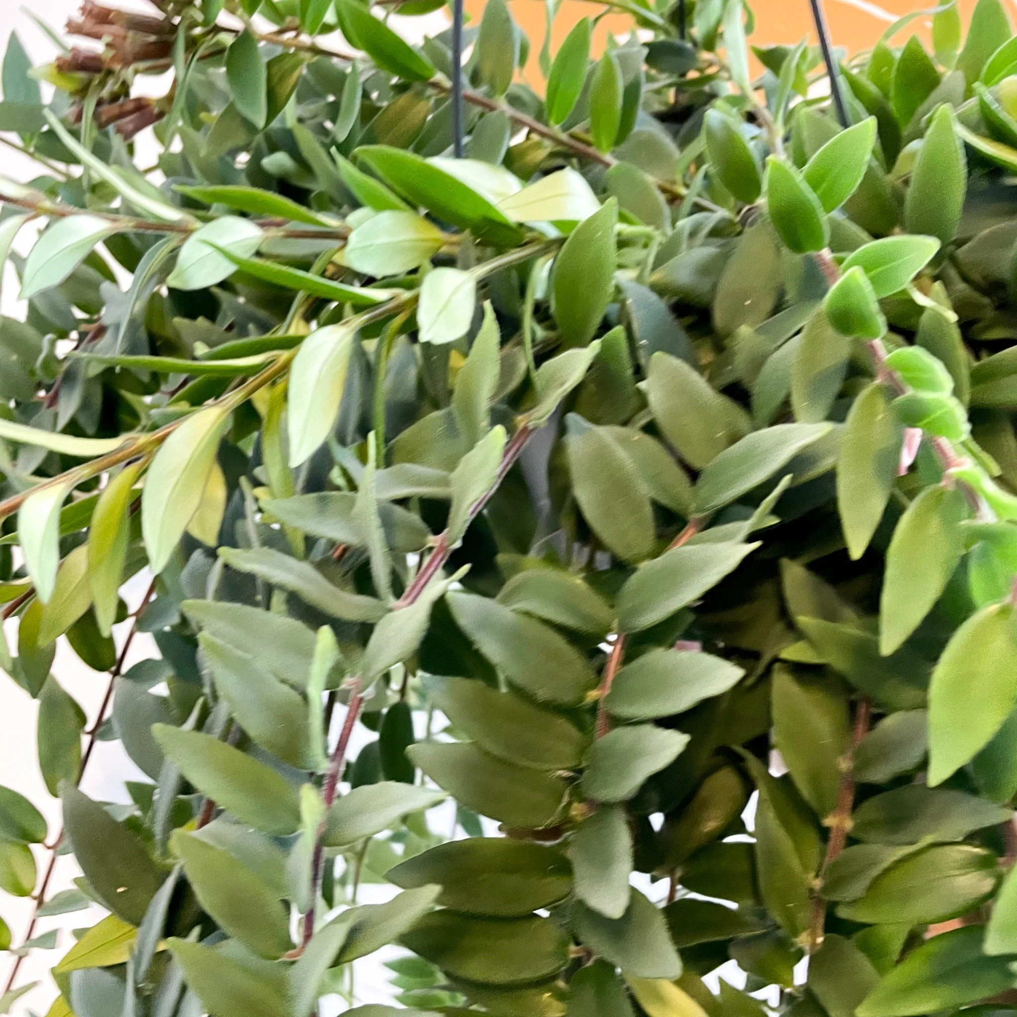Aeschynanthus 'Caroline' - Lipstick Plant - Image 10