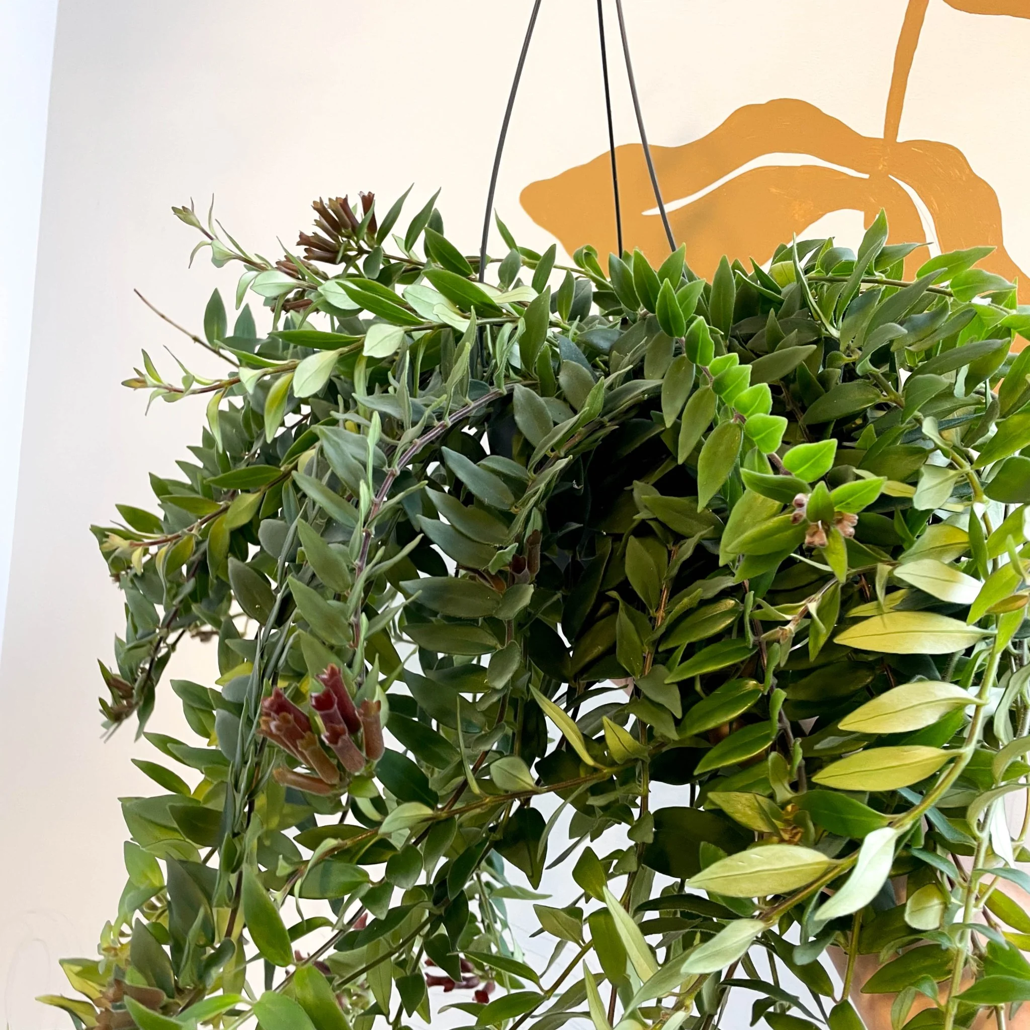 Aeschynanthus 'Caroline' - Lipstick Plant - Image 11