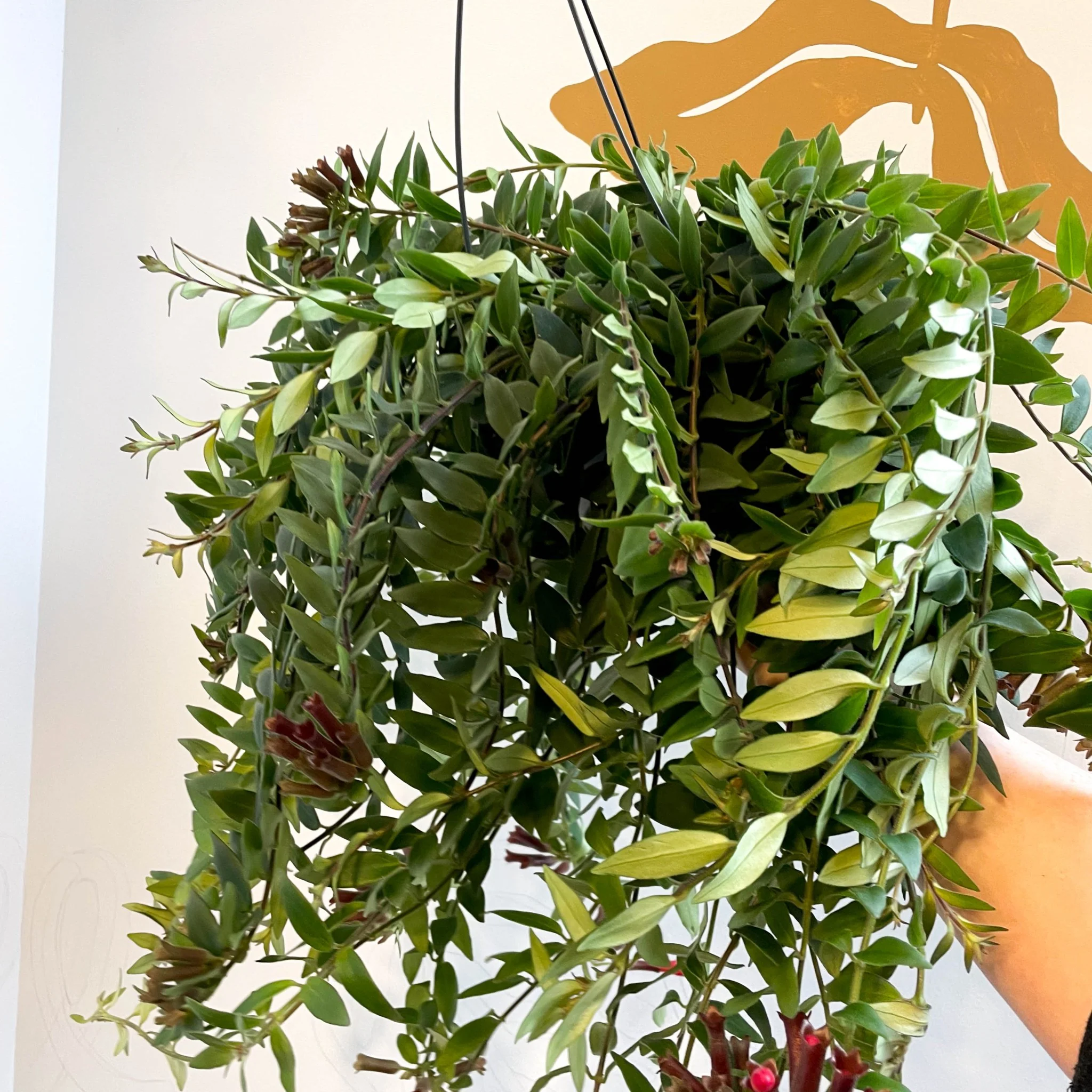 Aeschynanthus 'Caroline' - Lipstick Plant - Image 12