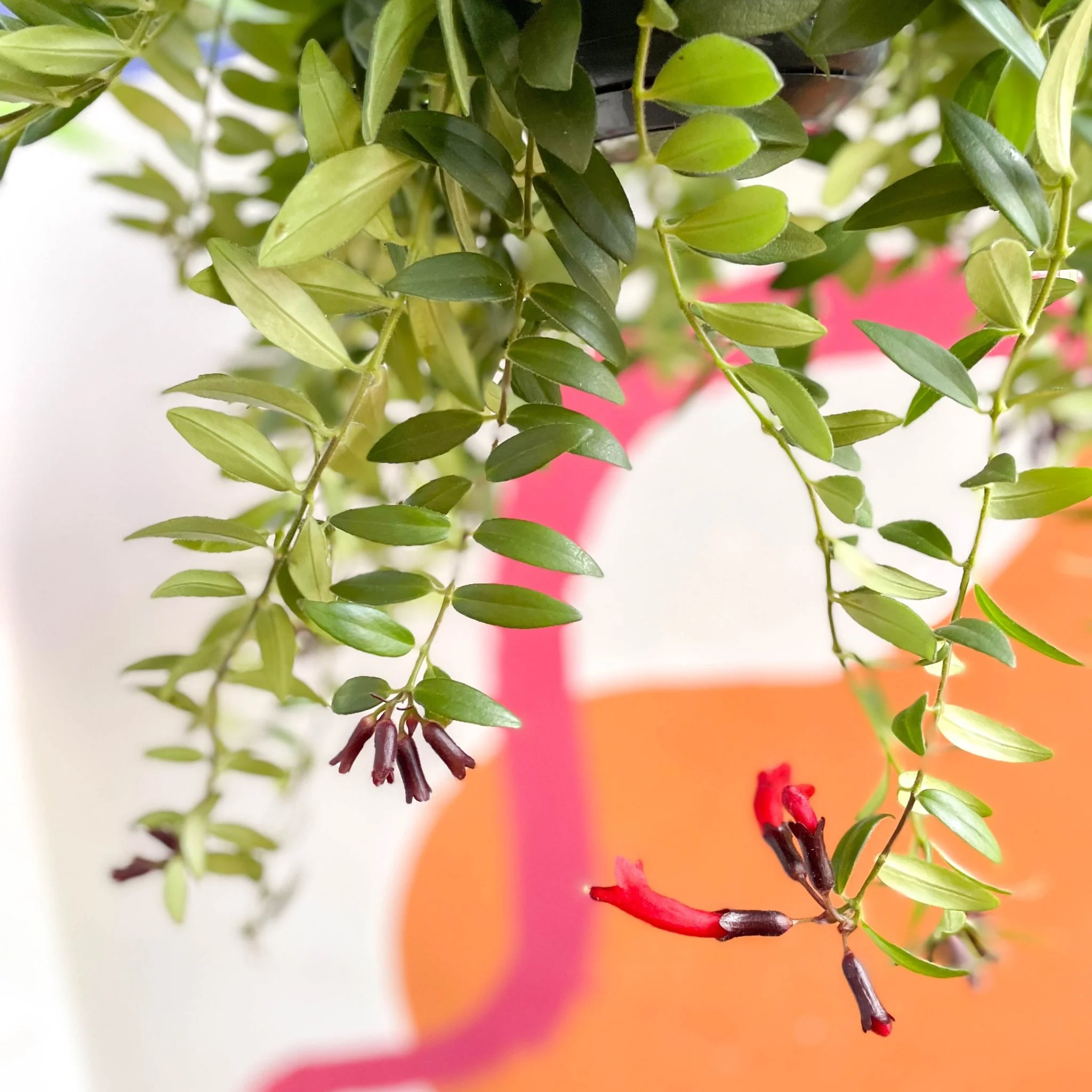 Aeschynanthus 'Caroline' - Lipstick Plant - Image 2
