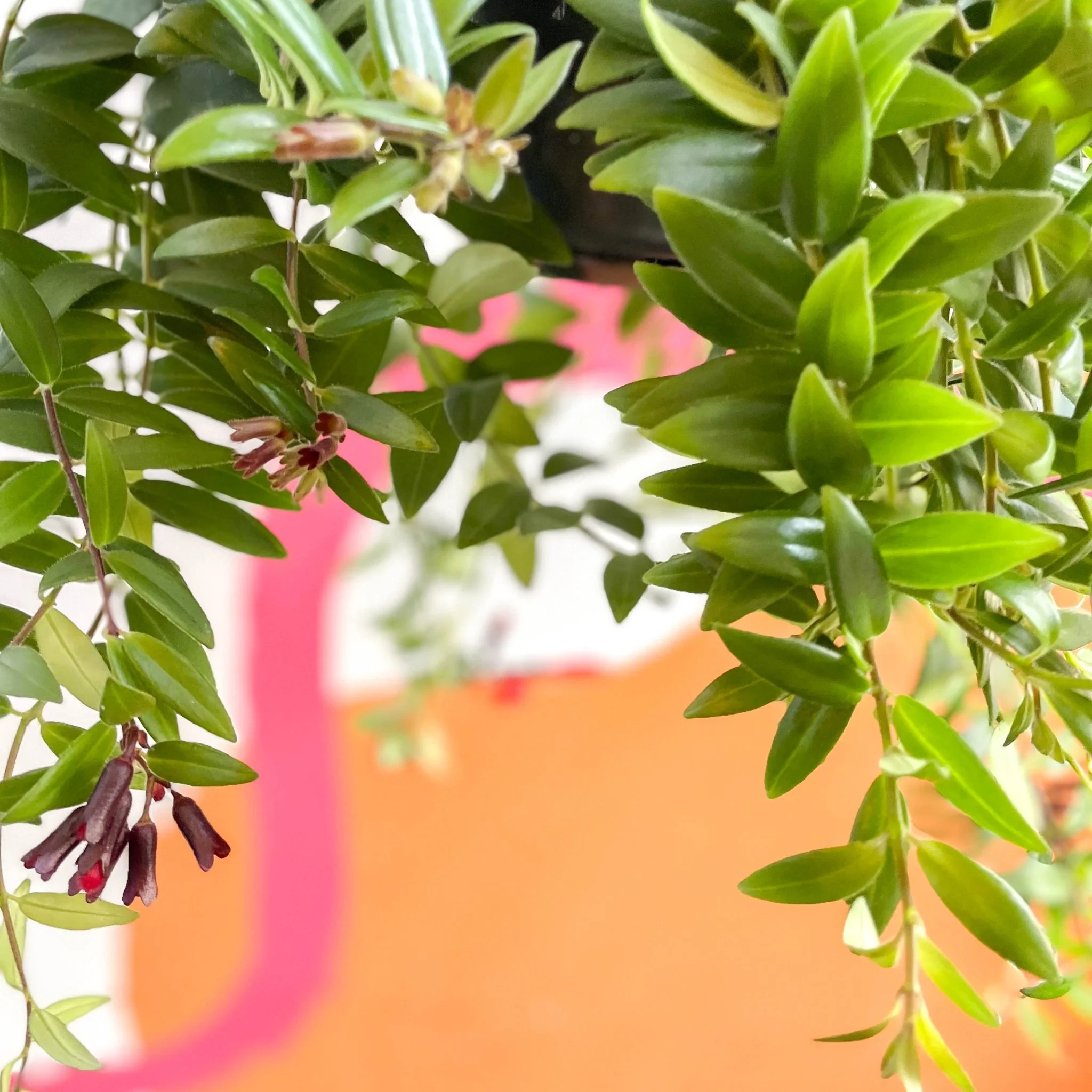 Aeschynanthus 'Caroline' - Lipstick Plant - Image 4