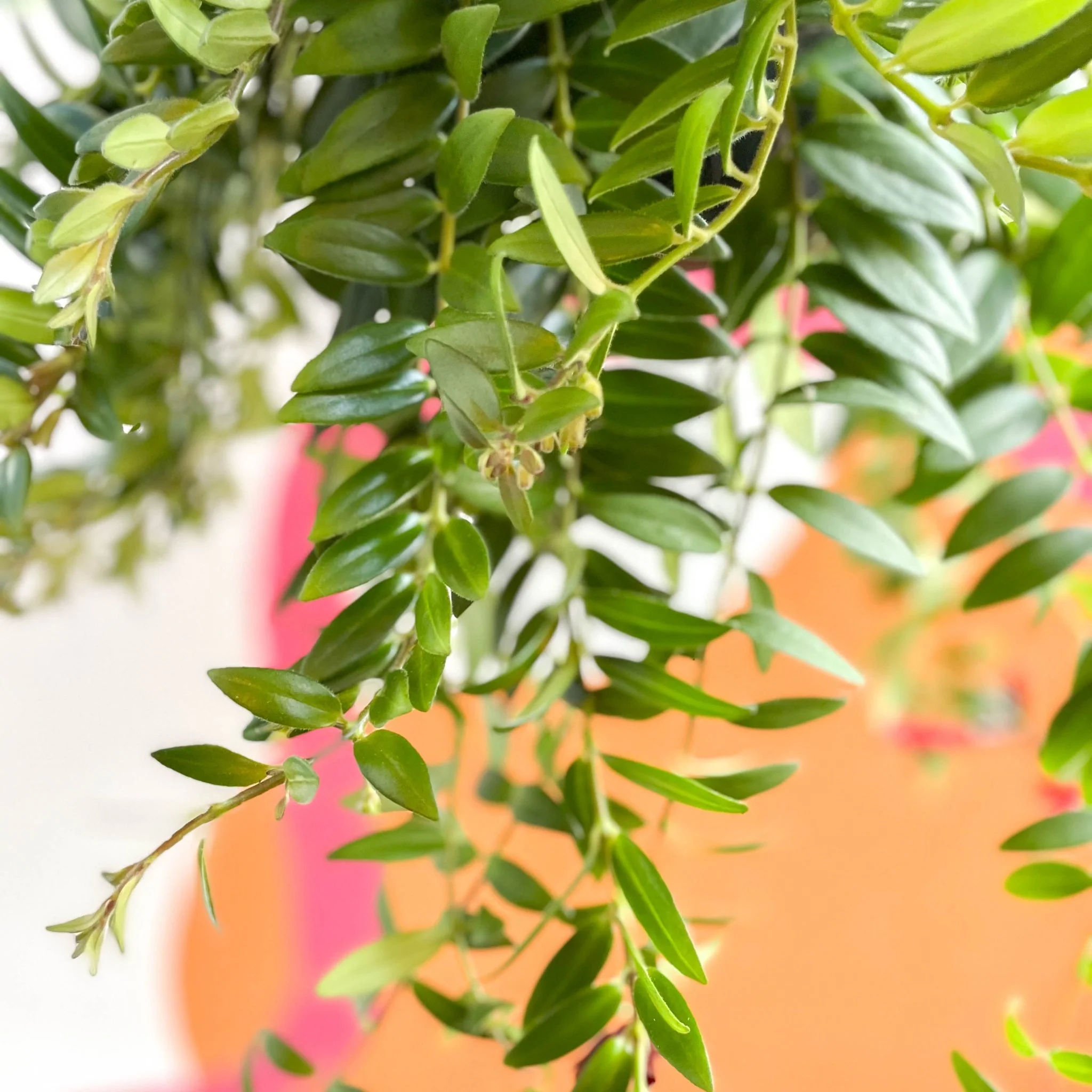 Aeschynanthus 'Caroline' - Lipstick Plant - Image 5