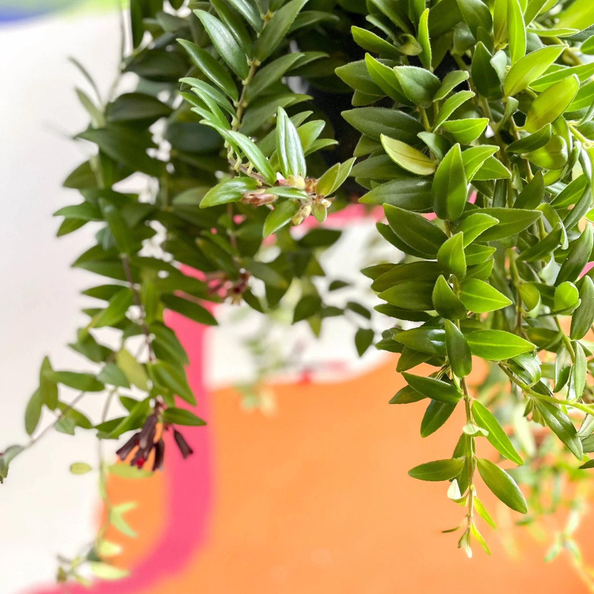 Aeschynanthus 'Caroline' - Lipstick Plant - Image 6