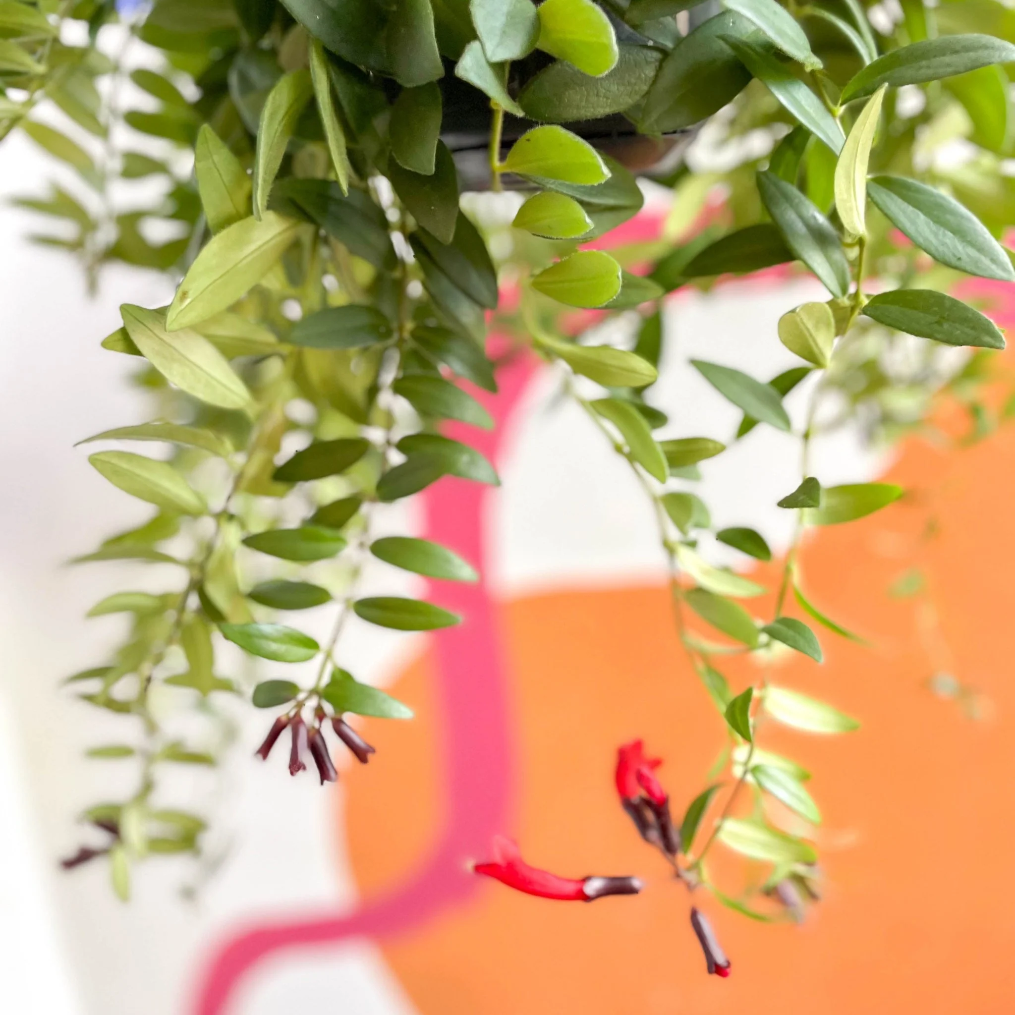 Aeschynanthus 'Caroline' - Lipstick Plant - Image 7
