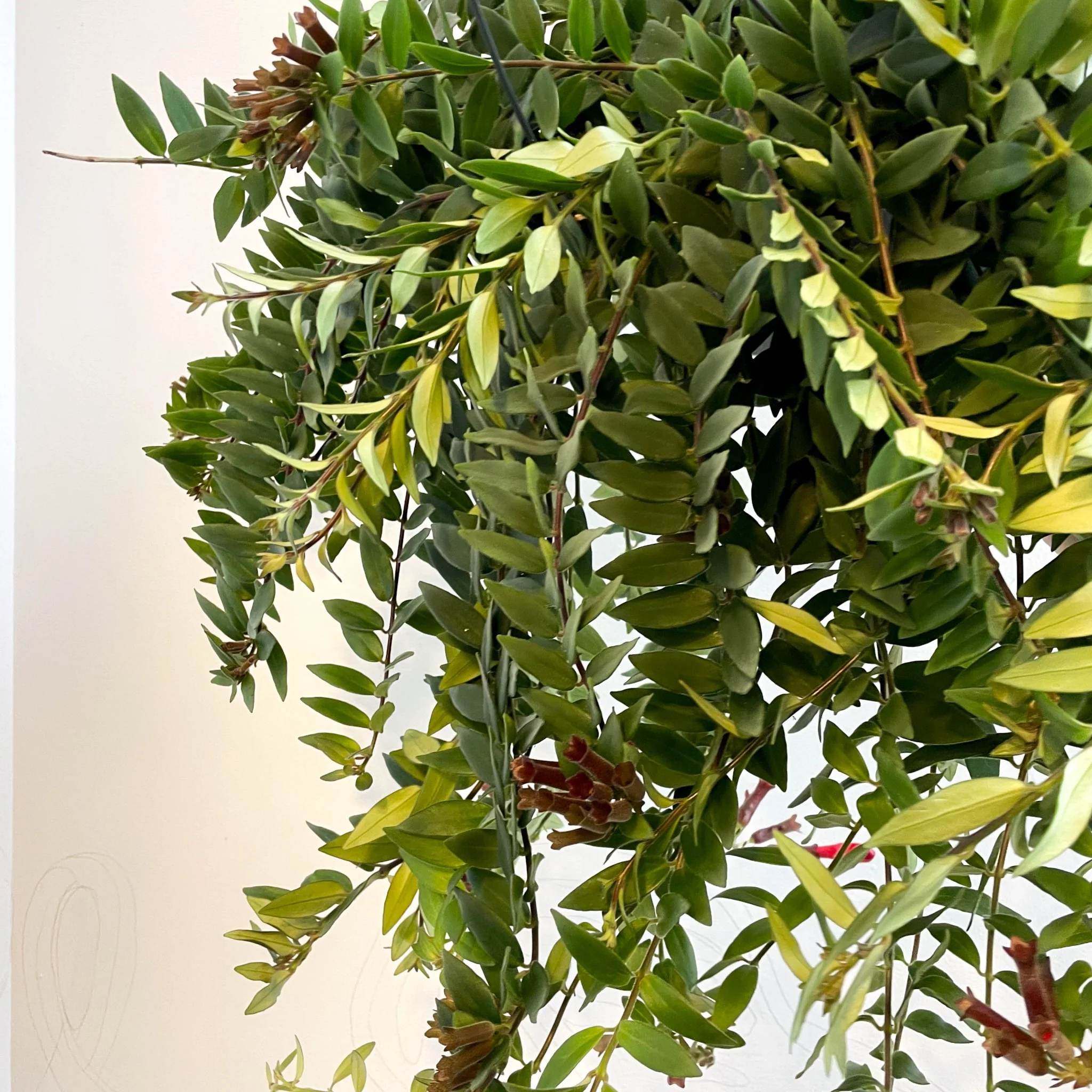 Aeschynanthus 'Caroline' - Lipstick Plant - Image 8