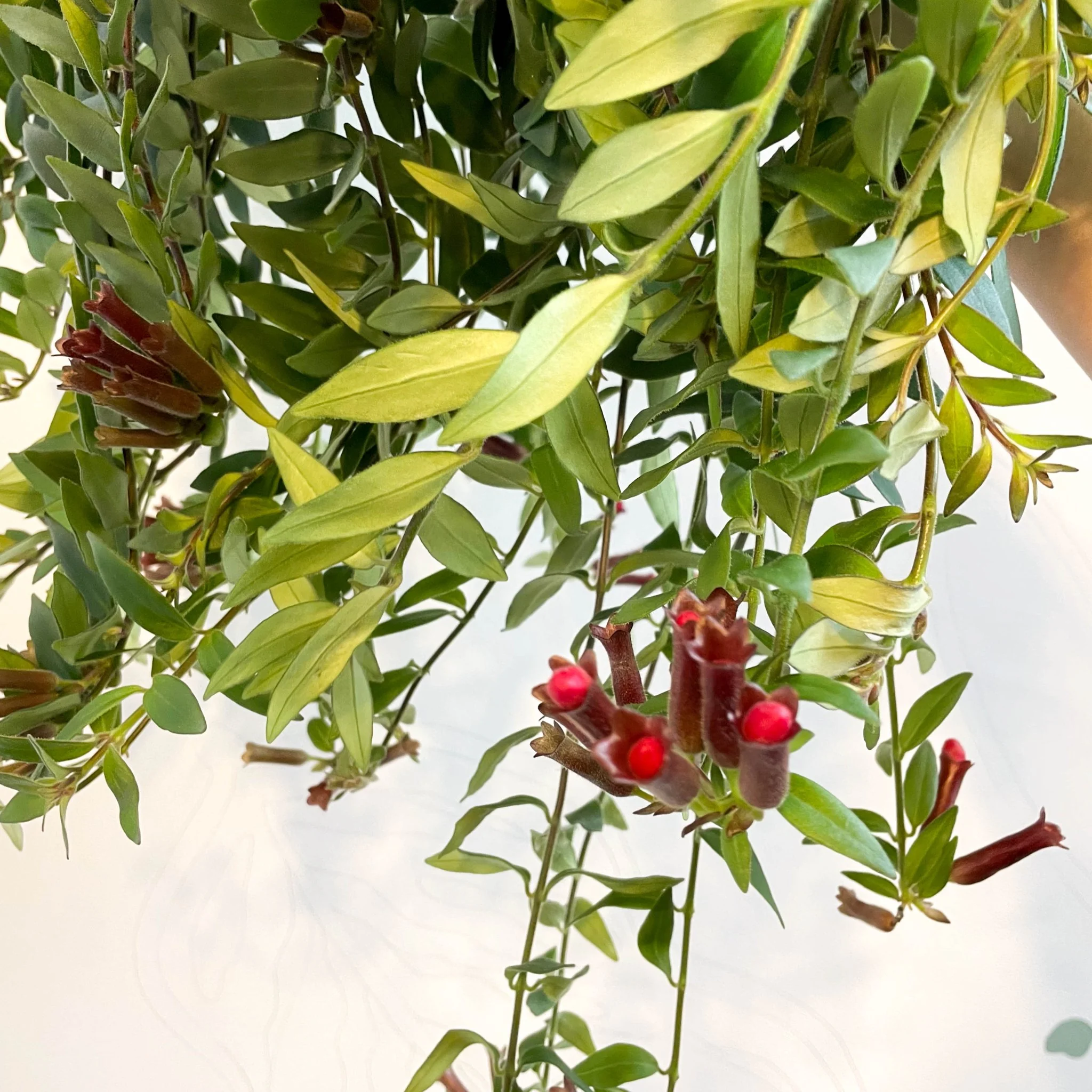 Aeschynanthus 'Caroline' - Lipstick Plant - Image 9