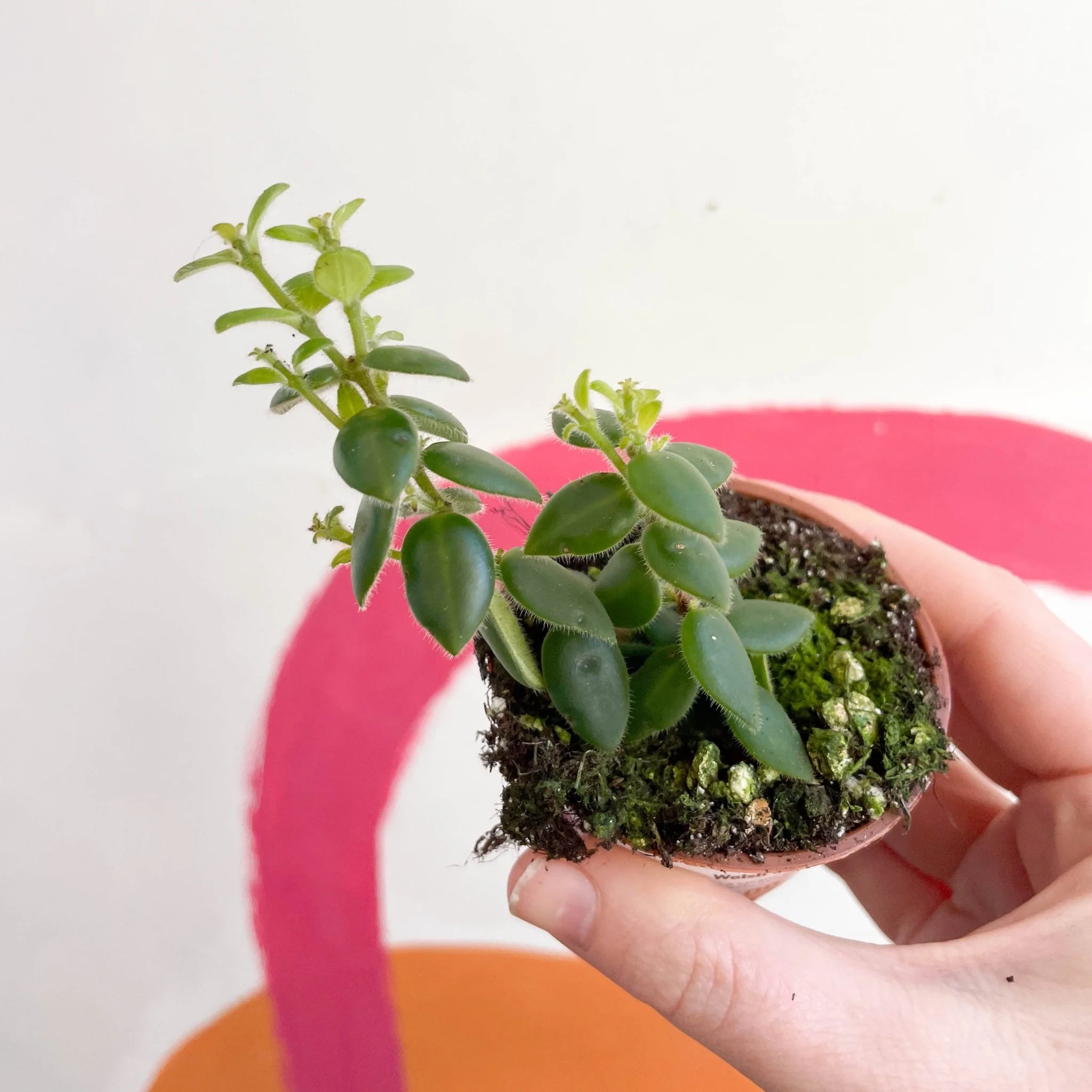 Aeschynanthus gracilis - Lipstick Plant - Welsh Grown