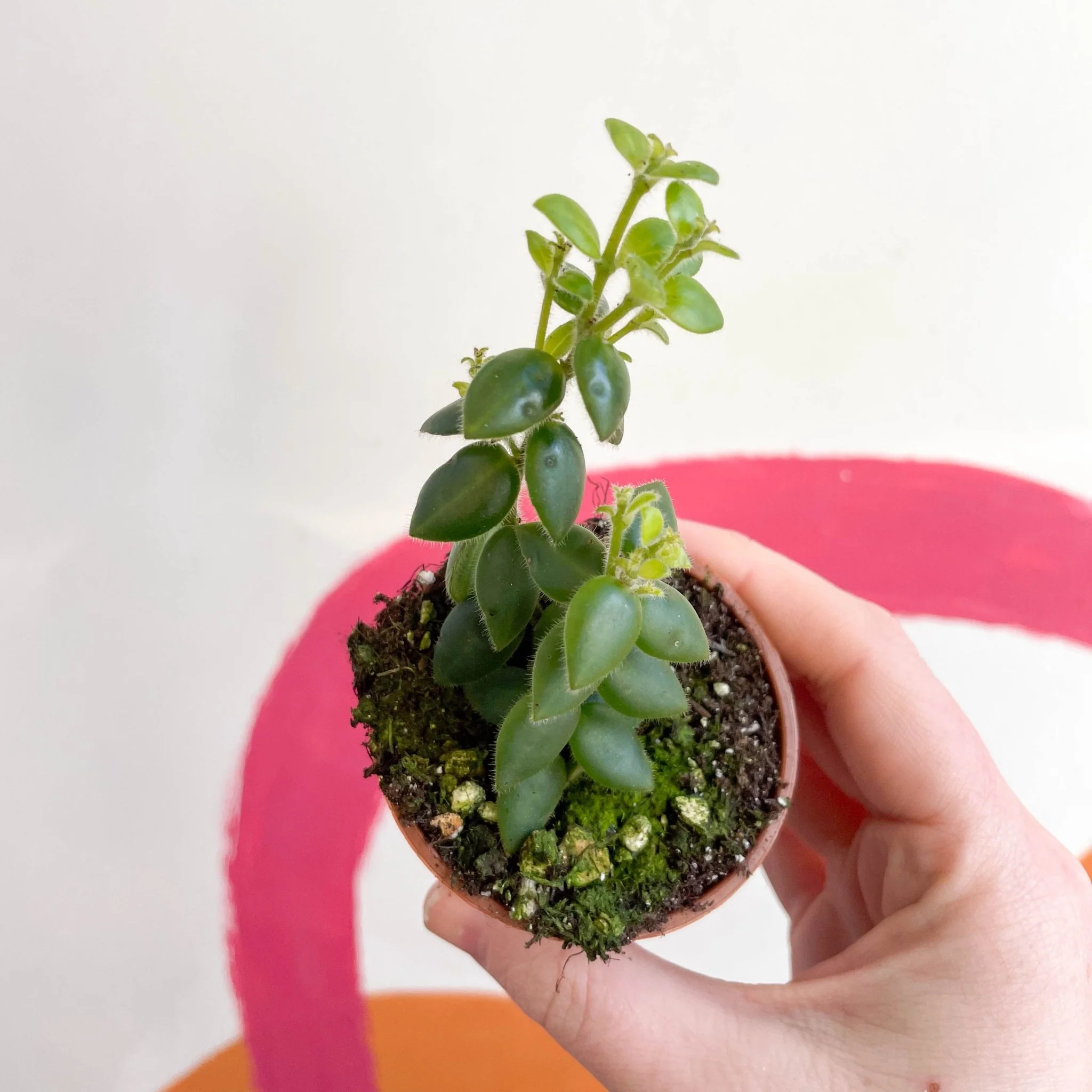 Aeschynanthus gracilis - Lipstick Plant - Welsh Grown - Image 2