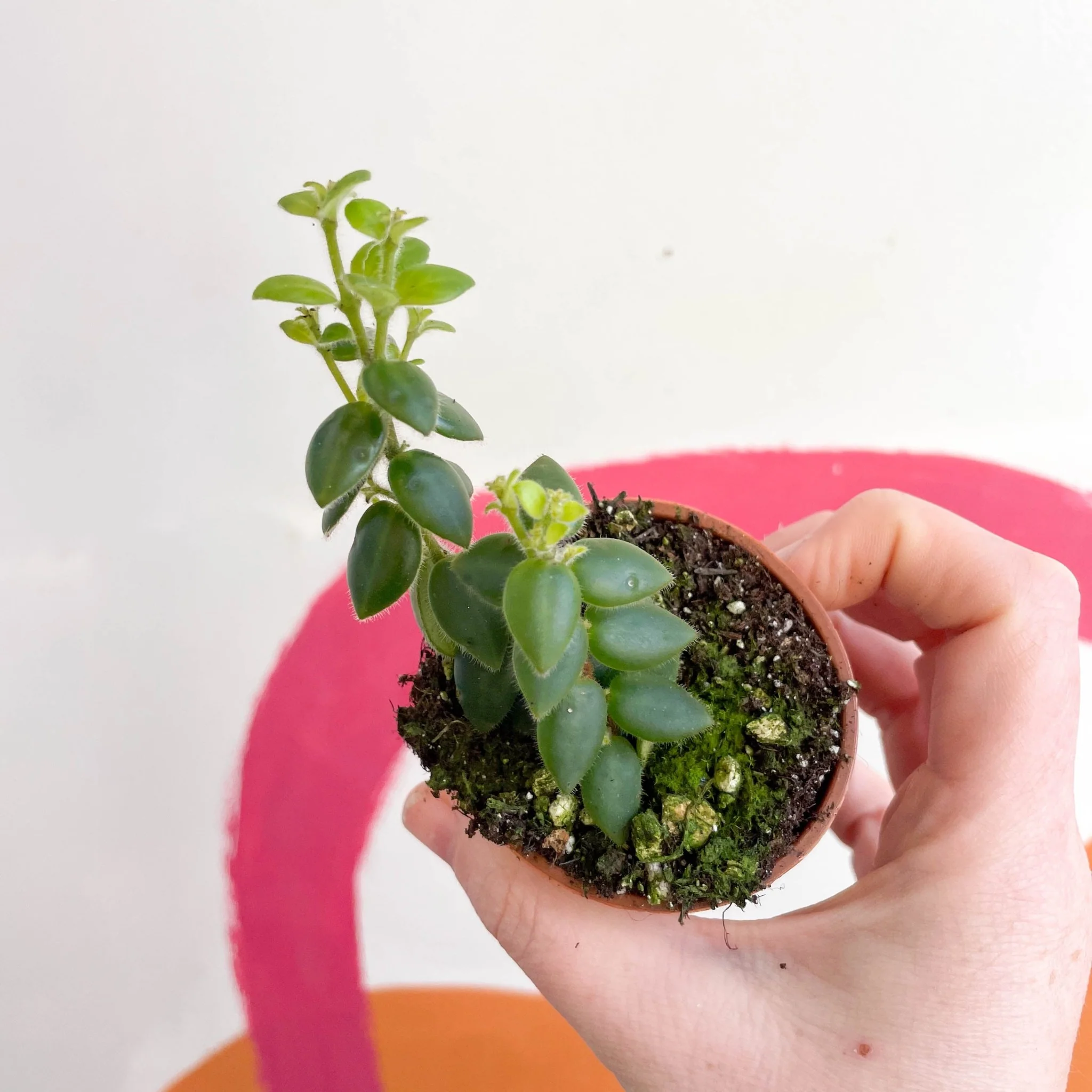 Aeschynanthus gracilis - Lipstick Plant - Welsh Grown - Image 3
