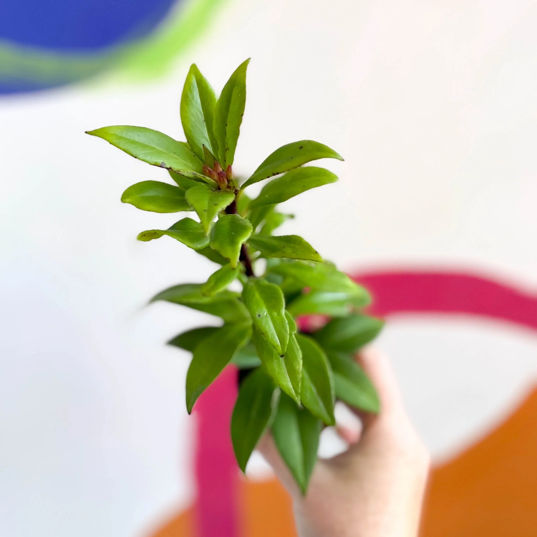 Aeschynanthus 'Hot Flash' - Lipstick Plant - Welsh Grown